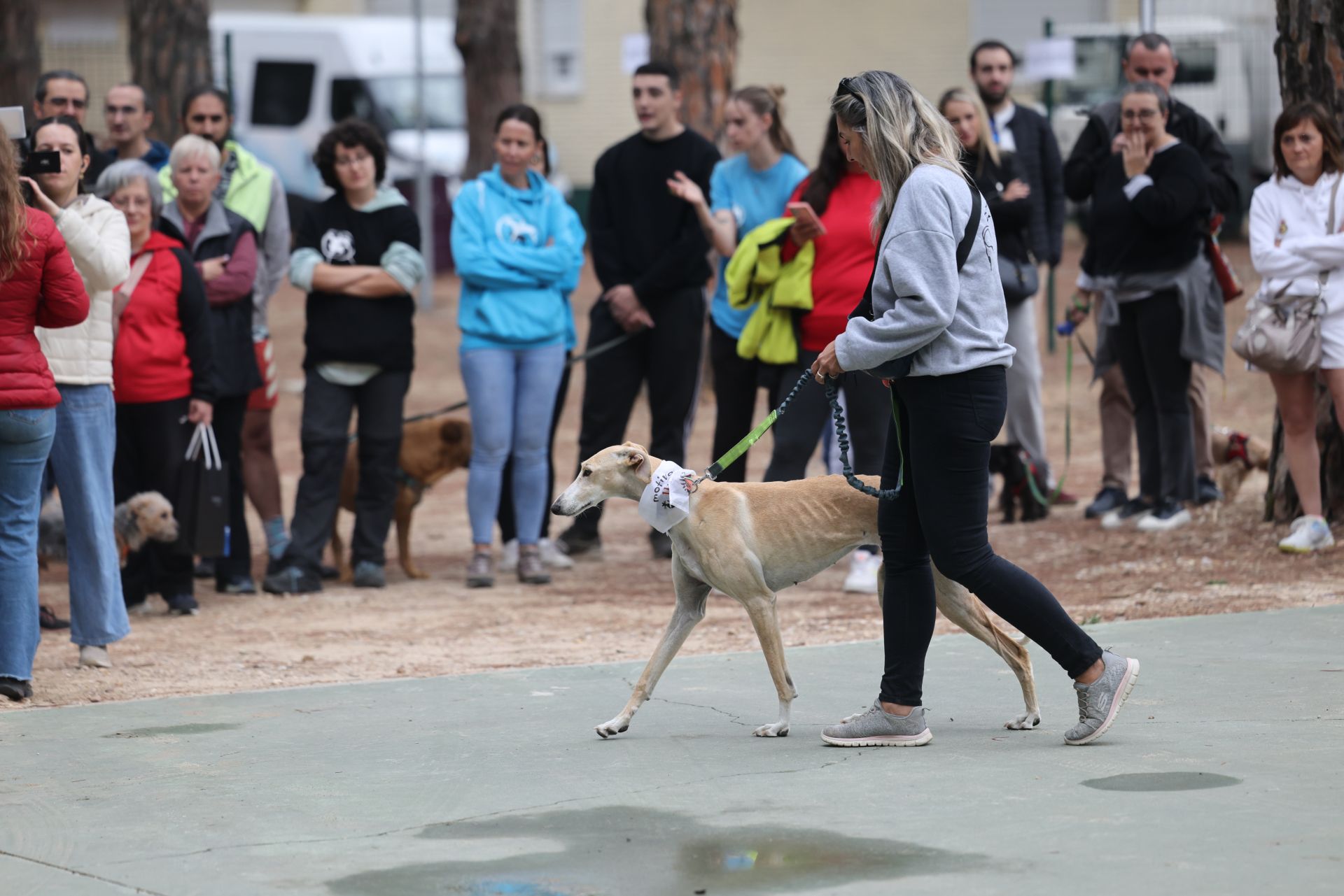 Las protectoras de animales de Valladolid organizan un desfile de perros