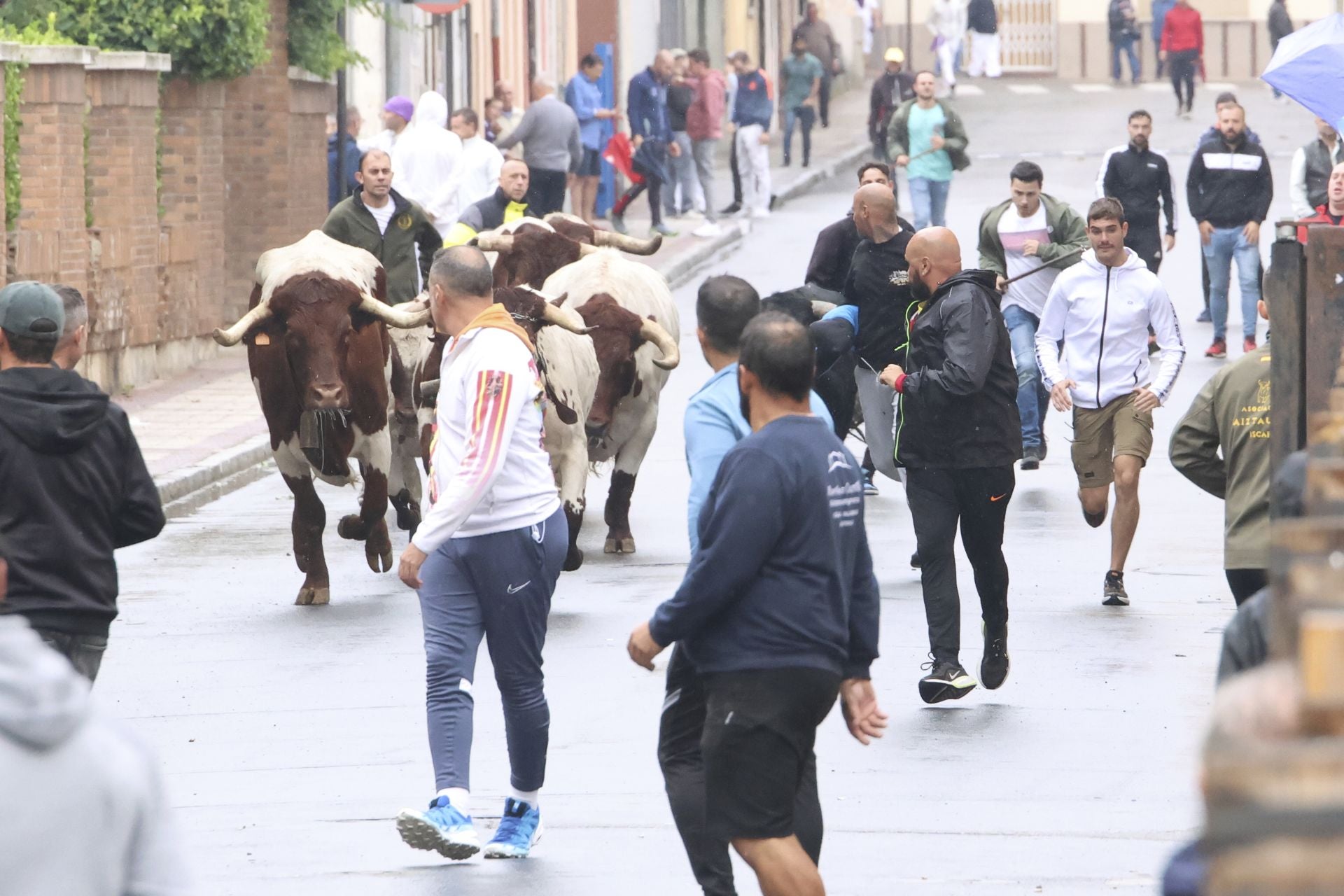 Las imágenes del encierro del domingo en las fiestas de Íscar