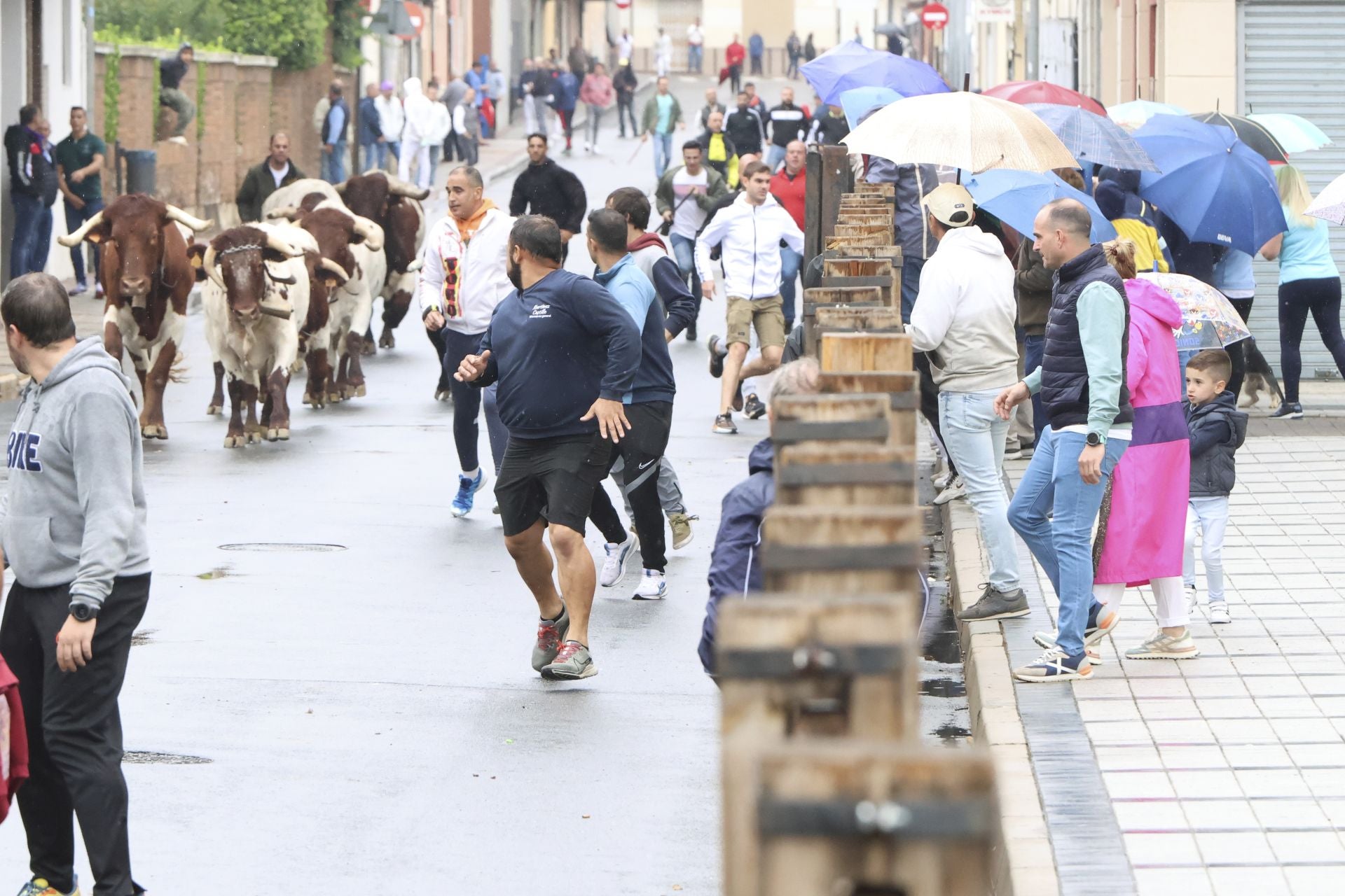 Las imágenes del encierro del domingo en las fiestas de Íscar