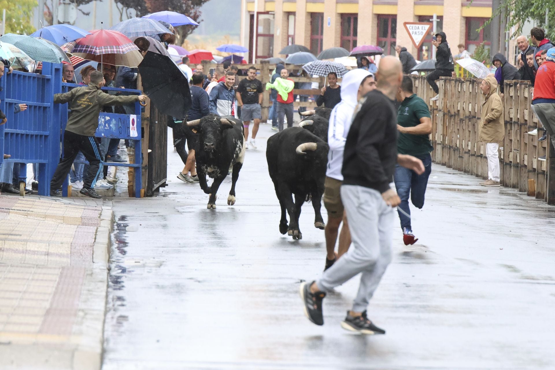 Las imágenes del encierro del domingo en las fiestas de Íscar