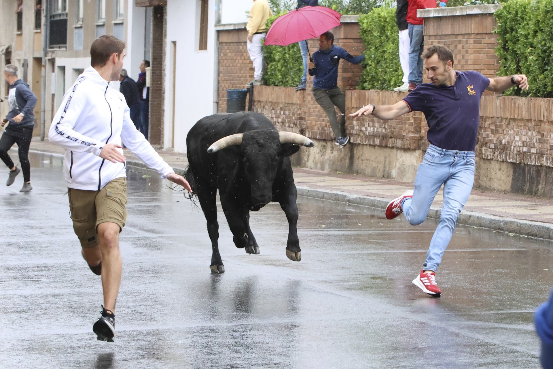 Las imágenes del encierro del domingo en las fiestas de Íscar