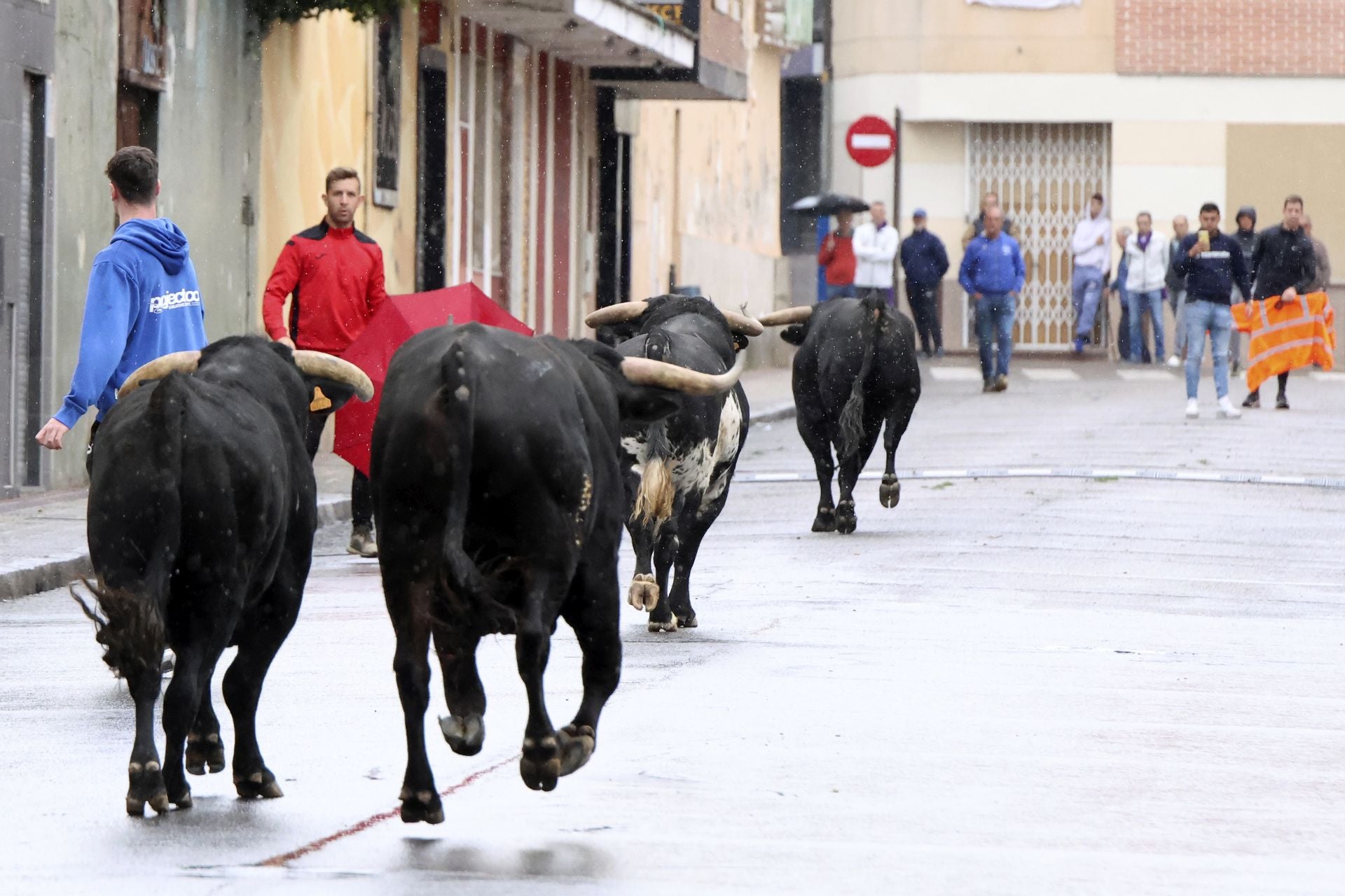 Las imágenes del encierro del domingo en las fiestas de Íscar