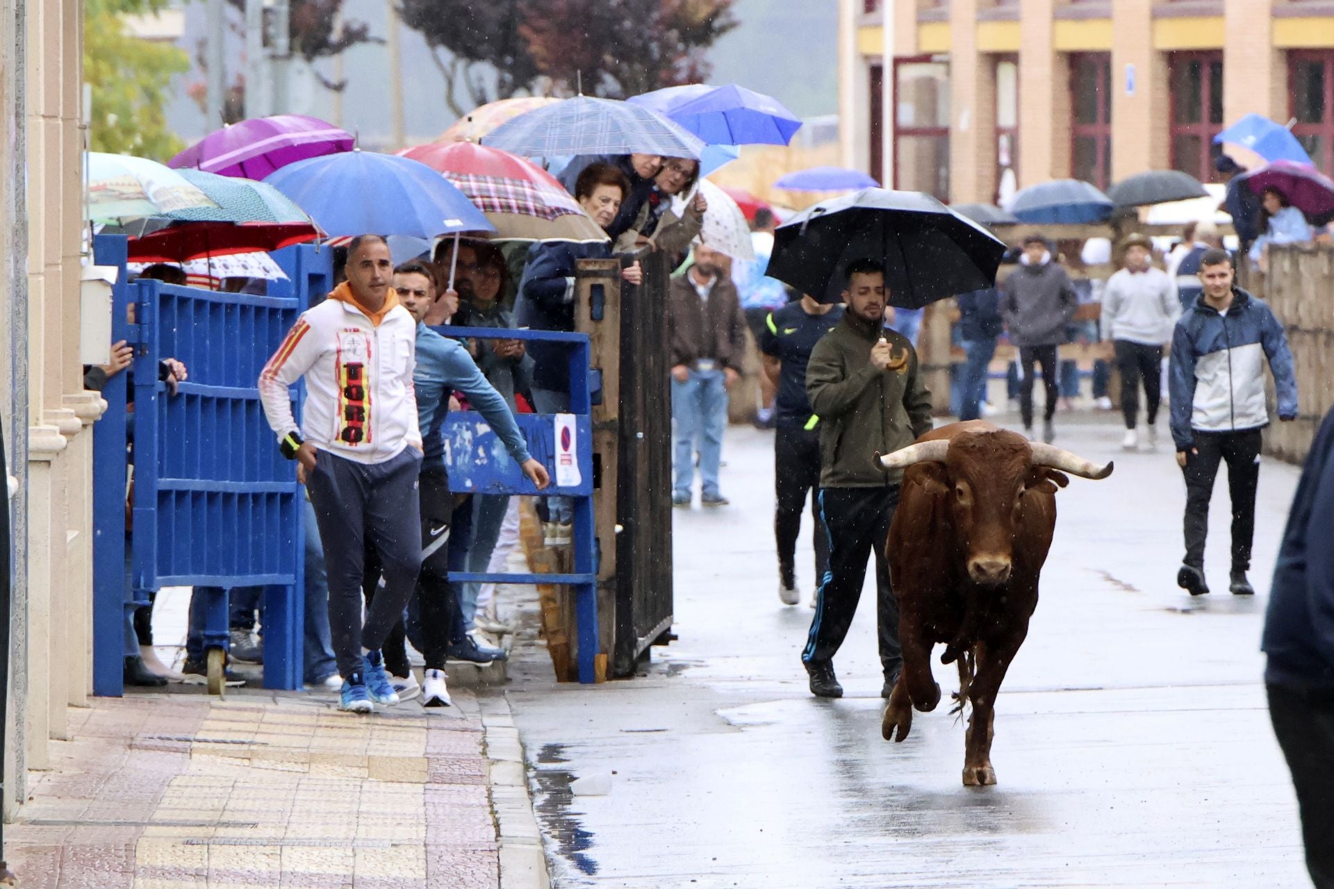 Las imágenes del encierro del domingo en las fiestas de Íscar