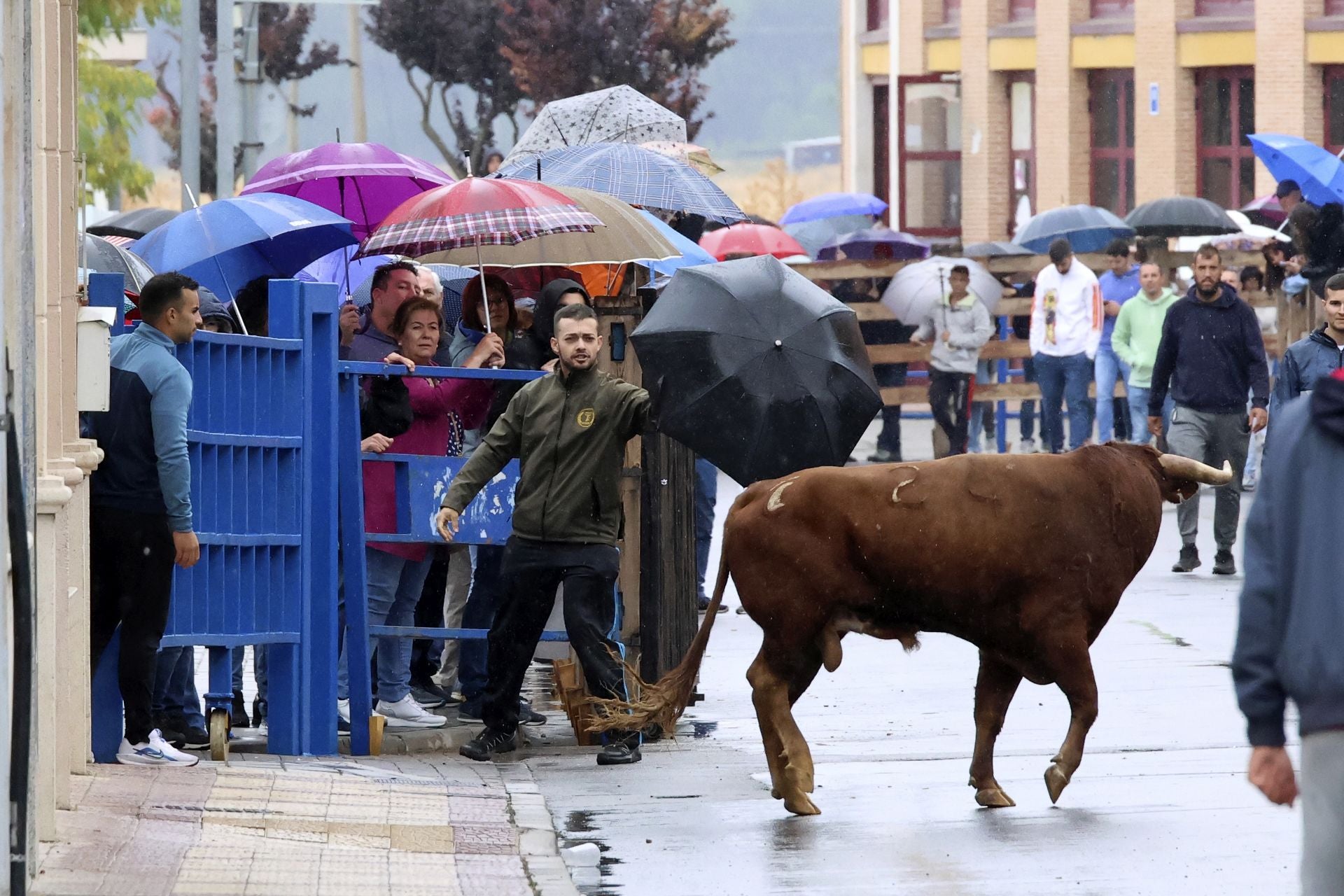 Las imágenes del encierro del domingo en las fiestas de Íscar
