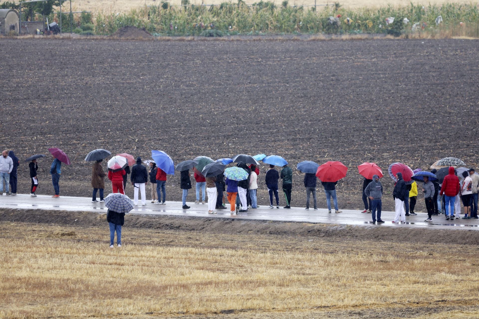 Encierro del domingo en las fiestas de Olmedo