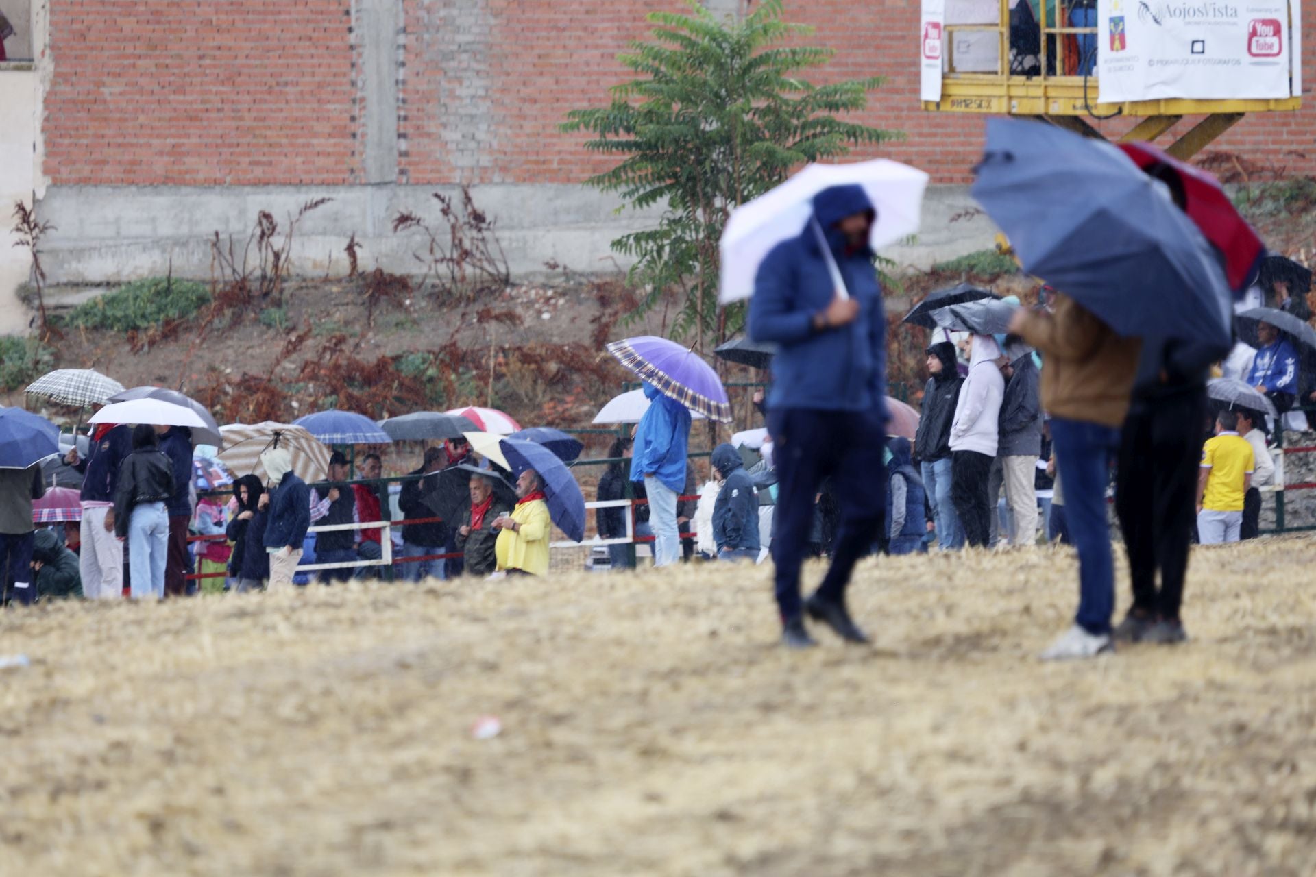 Encierro del domingo en las fiestas de Olmedo