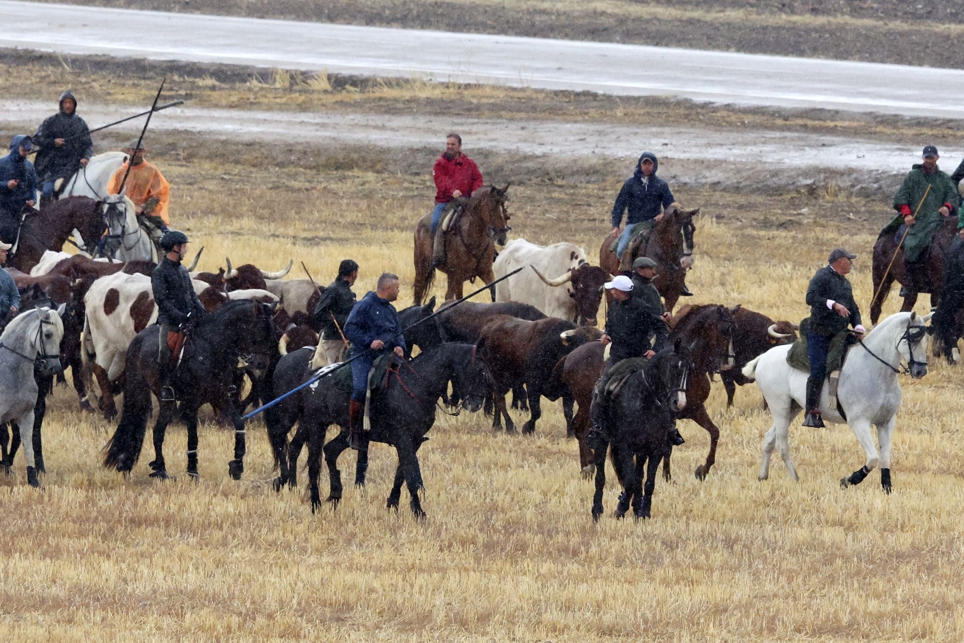 Encierro del domingo en las fiestas de Olmedo