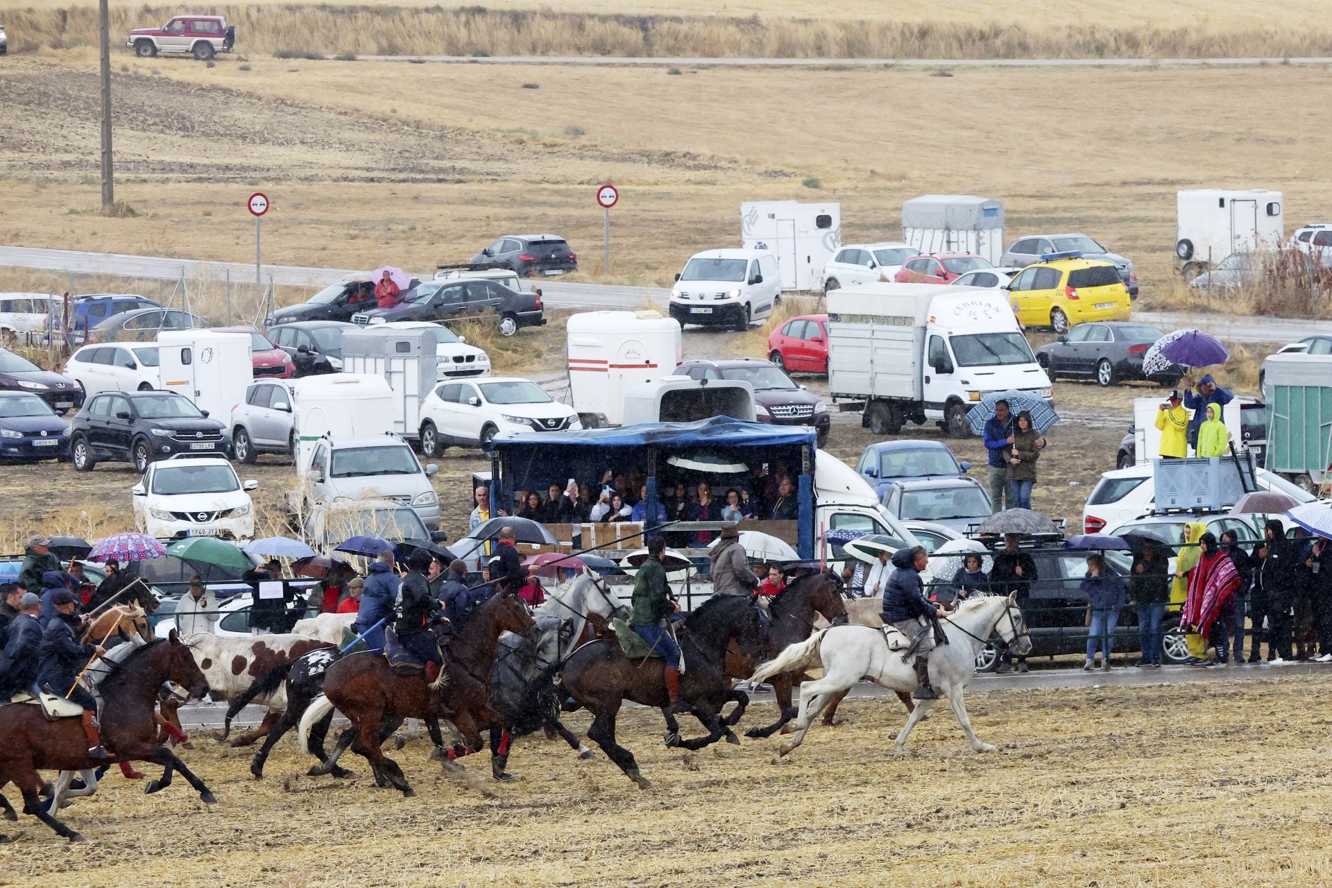 Encierro del domingo en las fiestas de Olmedo