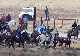 Encierro del domingo en las fiestas de Olmedo