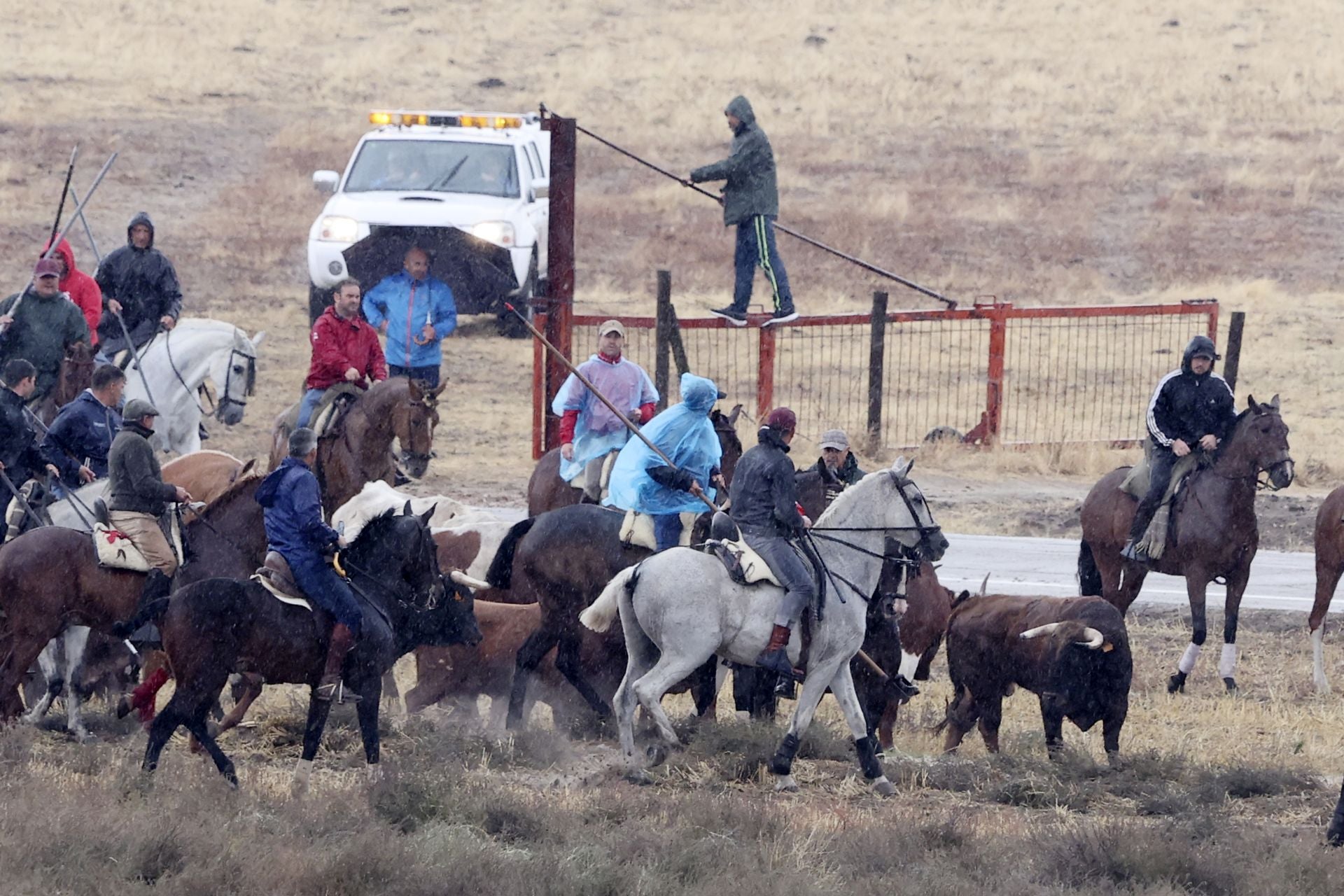 Encierro del domingo en las fiestas de Olmedo