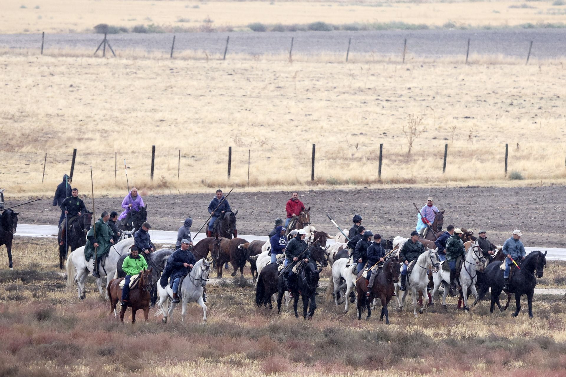 Encierro del domingo en las fiestas de Olmedo