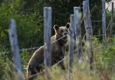 Una osa pasea con sus tres oseznos por un pueblo de León