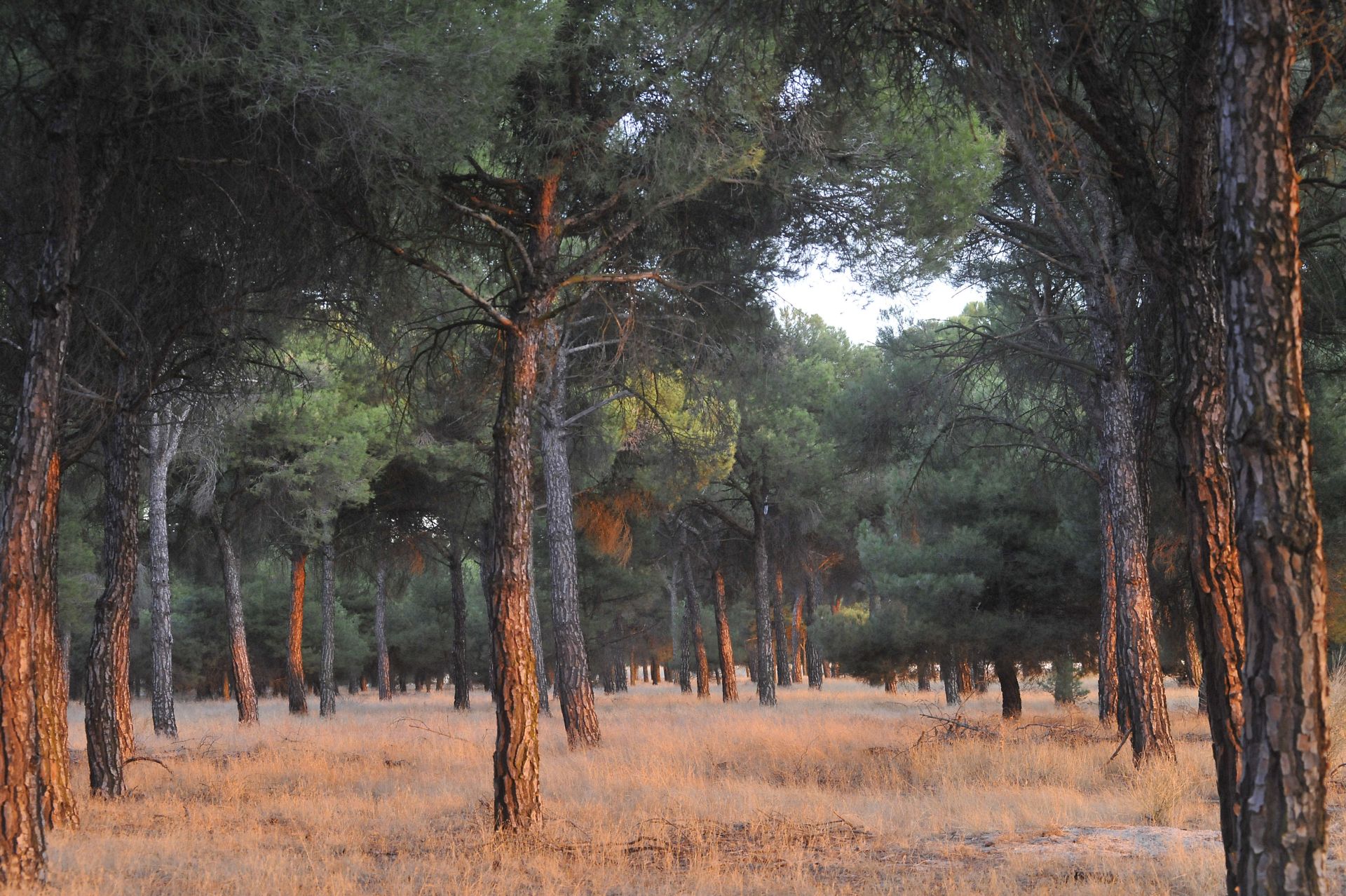 Un pinar en Pedrajas de San Esteban, en una imagen de archivo.