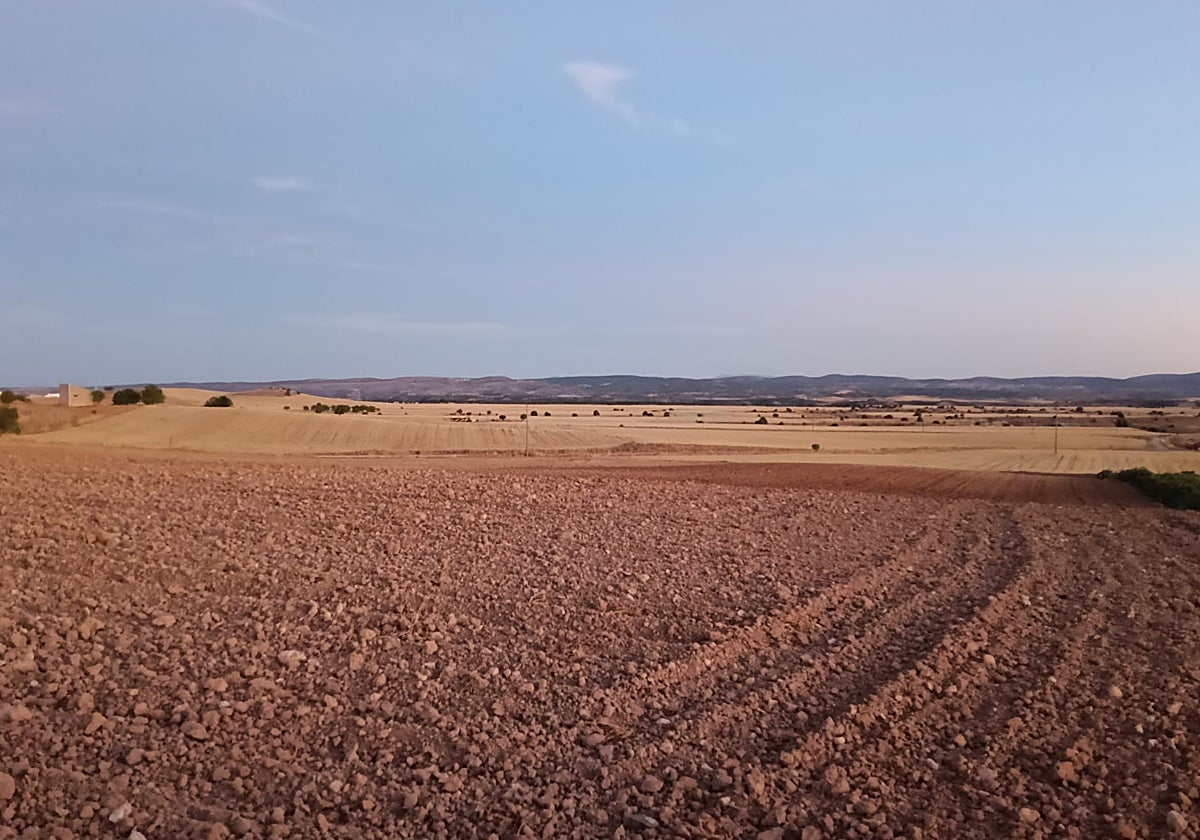 Parcela en barbecho situada en la localidad burgalesa de Campillo de Aranda.