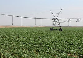 Parcela de riego en la pasada campaña.