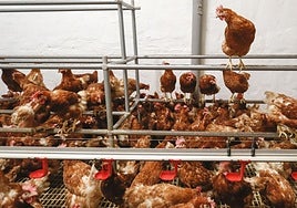 Imagen de archivo de gallinas en una explotación.