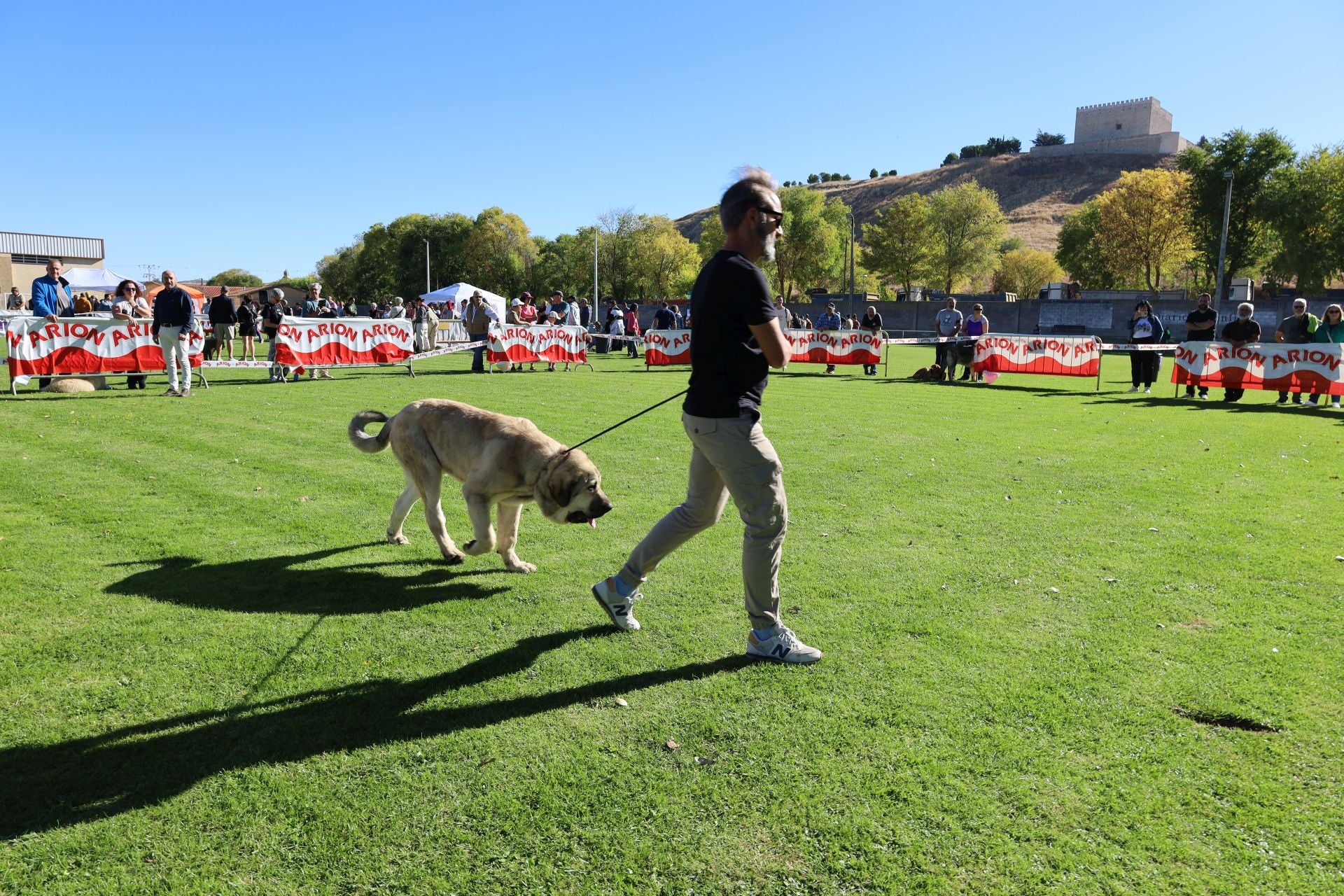 Concurso de mastines y perros de agua en Monzón de Campos