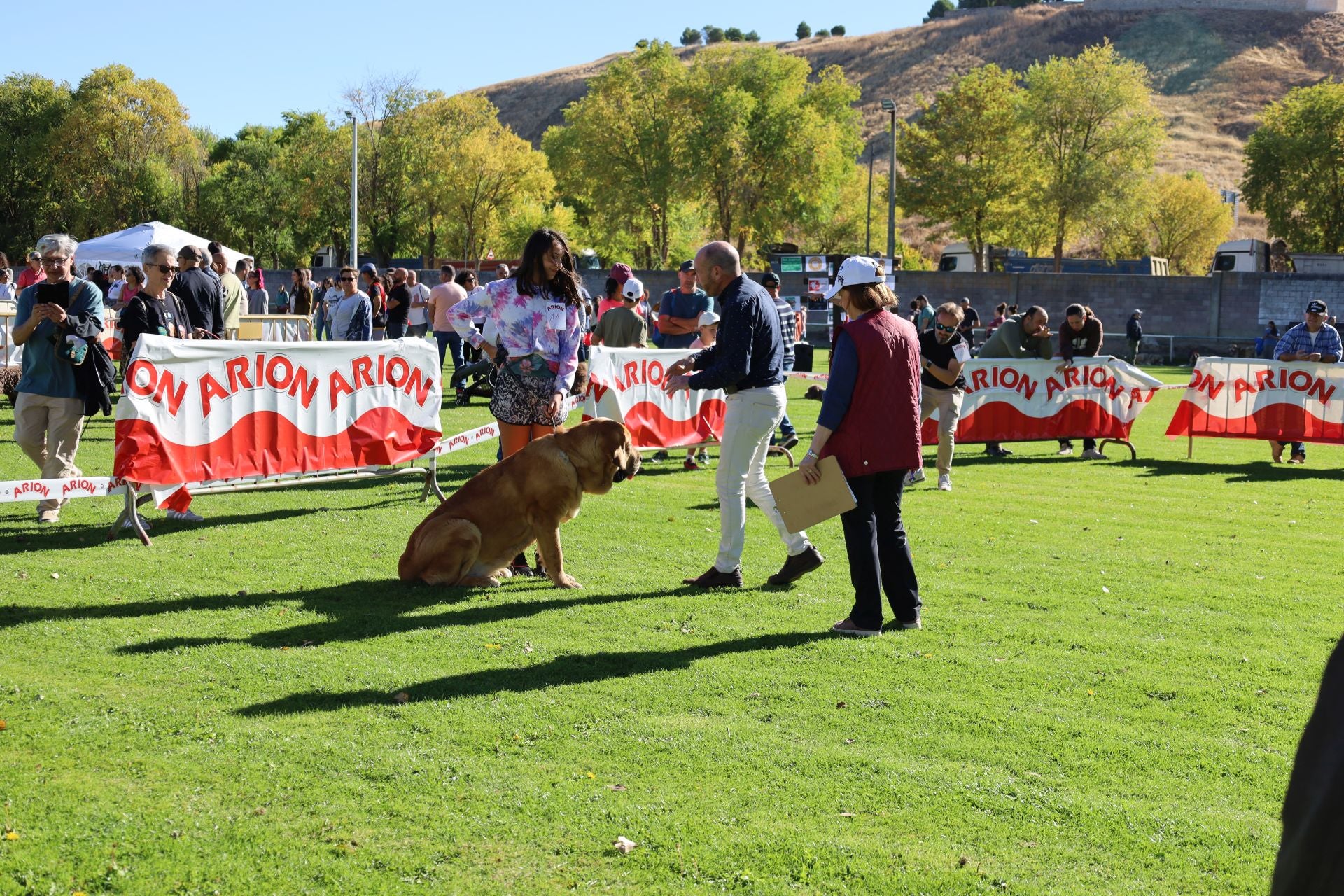 Concurso de mastines y perros de agua en Monzón de Campos