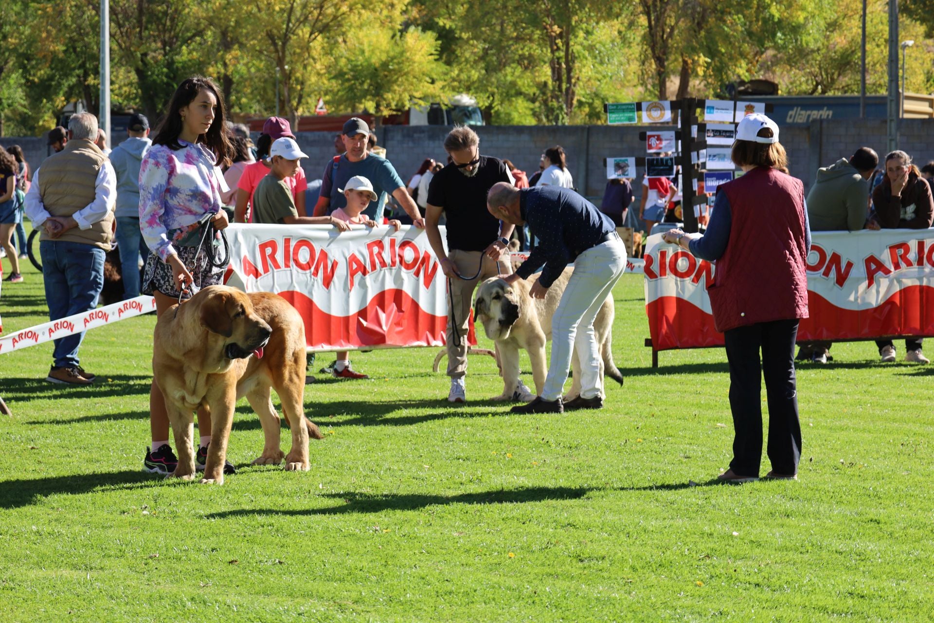 Concurso de mastines y perros de agua en Monzón de Campos