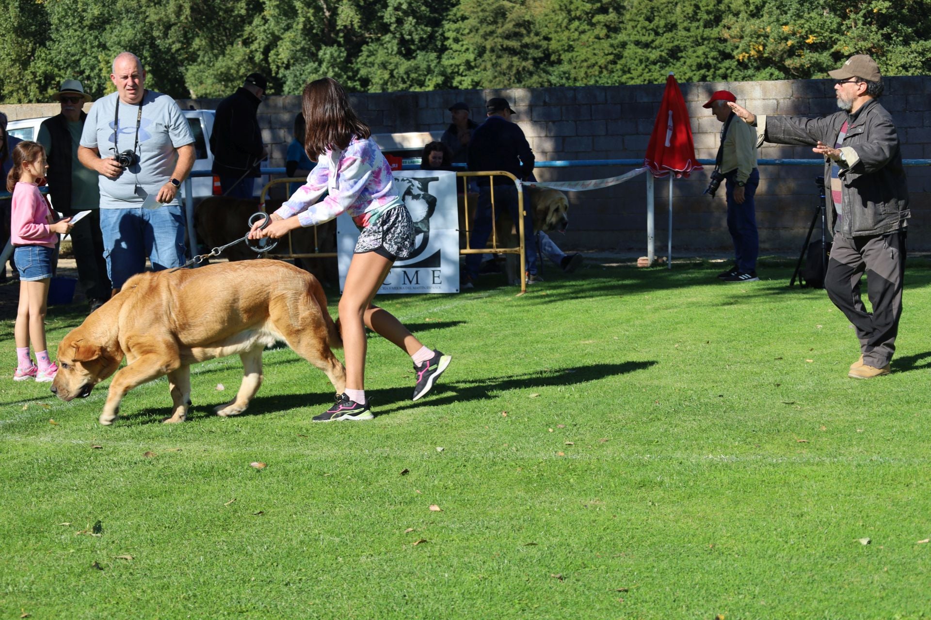 Concurso de mastines y perros de agua en Monzón de Campos