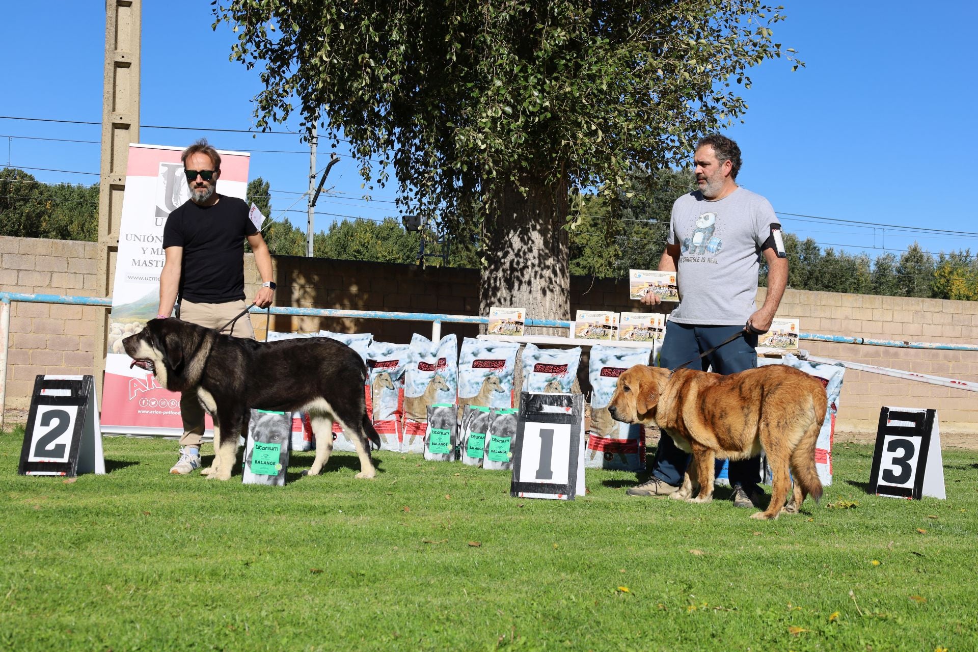 Concurso de mastines y perros de agua en Monzón de Campos