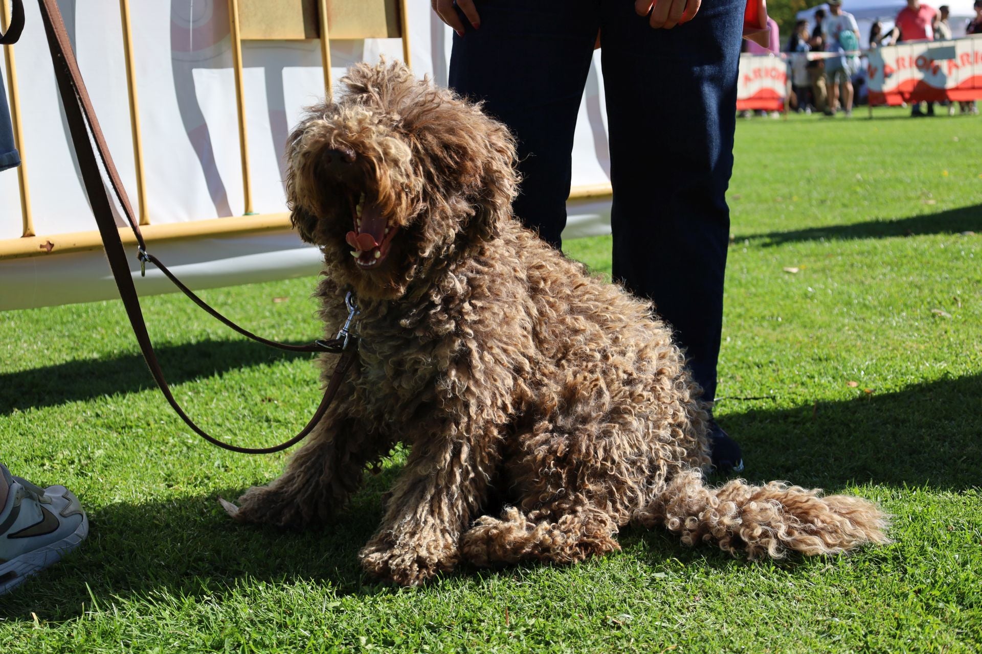 Concurso de mastines y perros de agua en Monzón de Campos