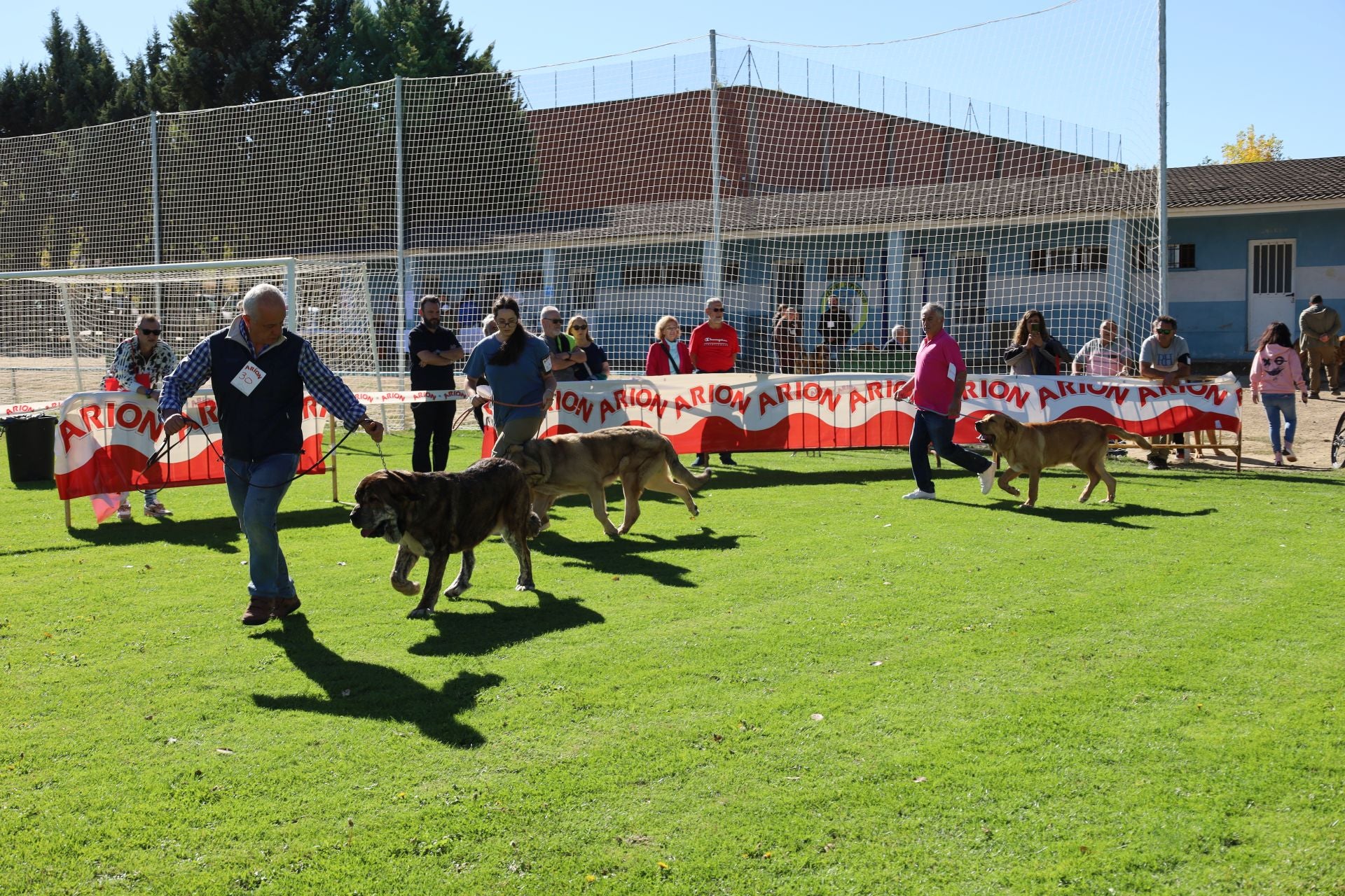 Concurso de mastines y perros de agua en Monzón de Campos