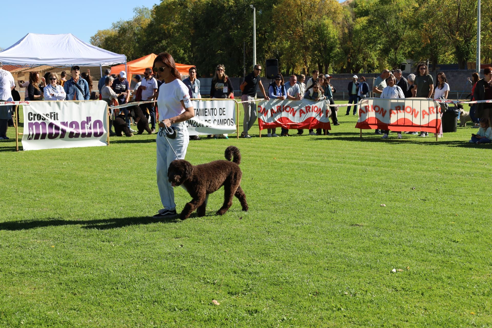 Concurso de mastines y perros de agua en Monzón de Campos