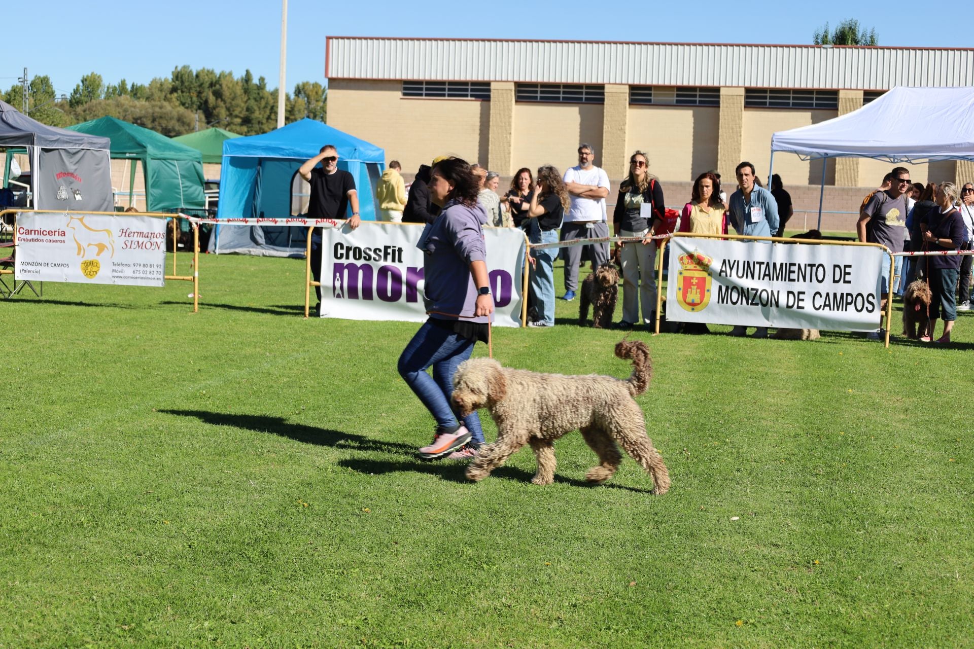 Concurso de mastines y perros de agua en Monzón de Campos