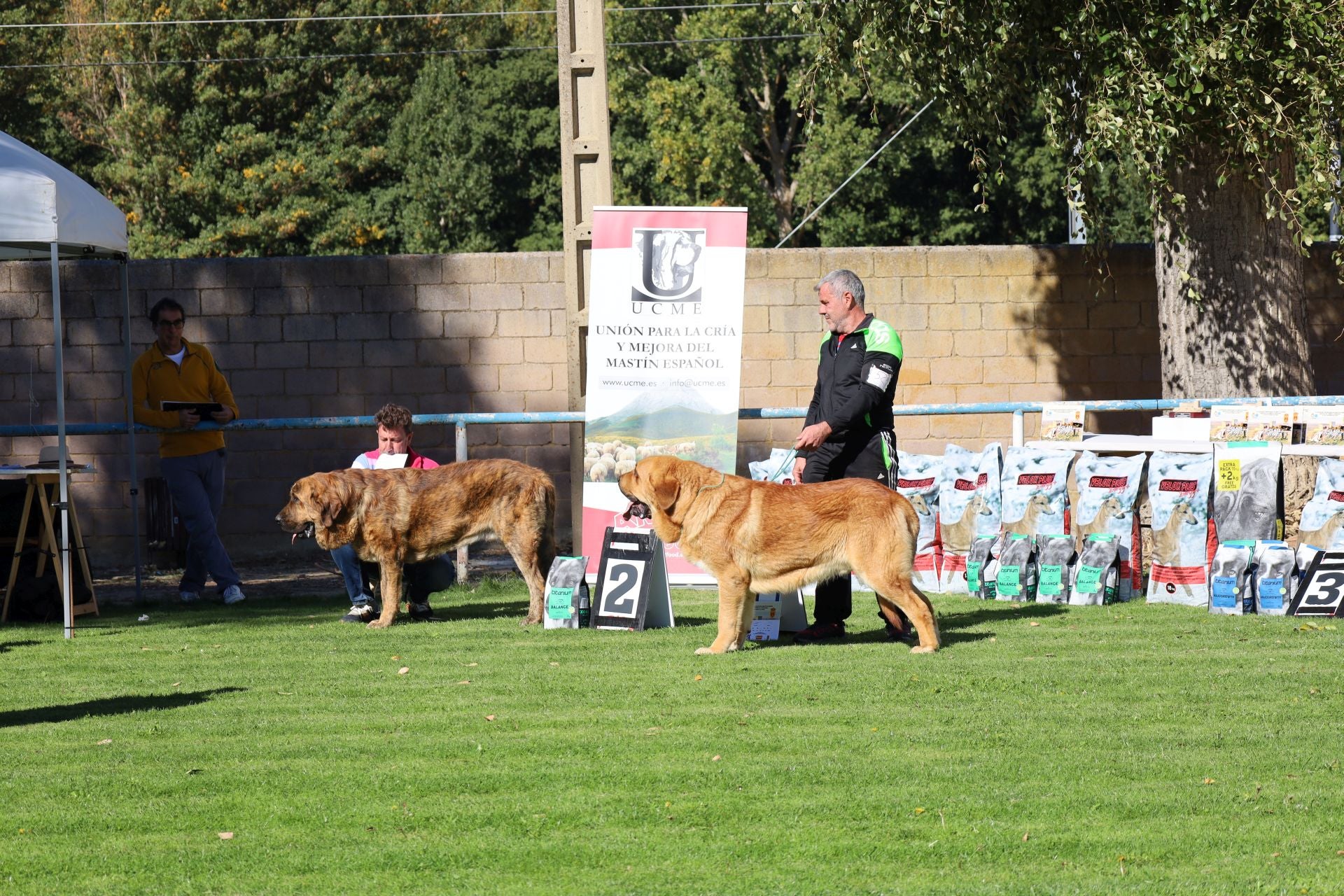 Concurso de mastines y perros de agua en Monzón de Campos