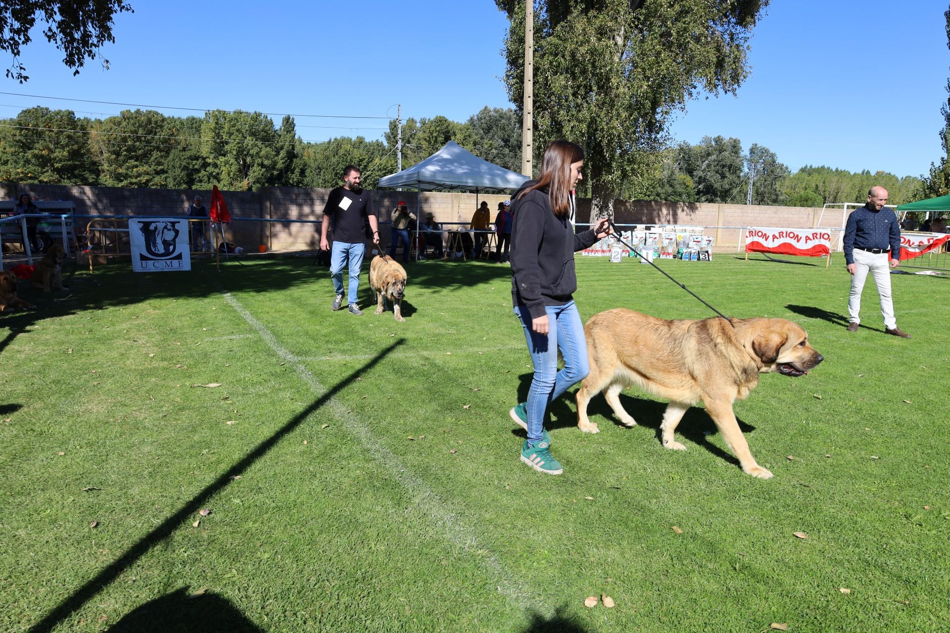 Concurso de mastines y perros de agua en Monzón de Campos