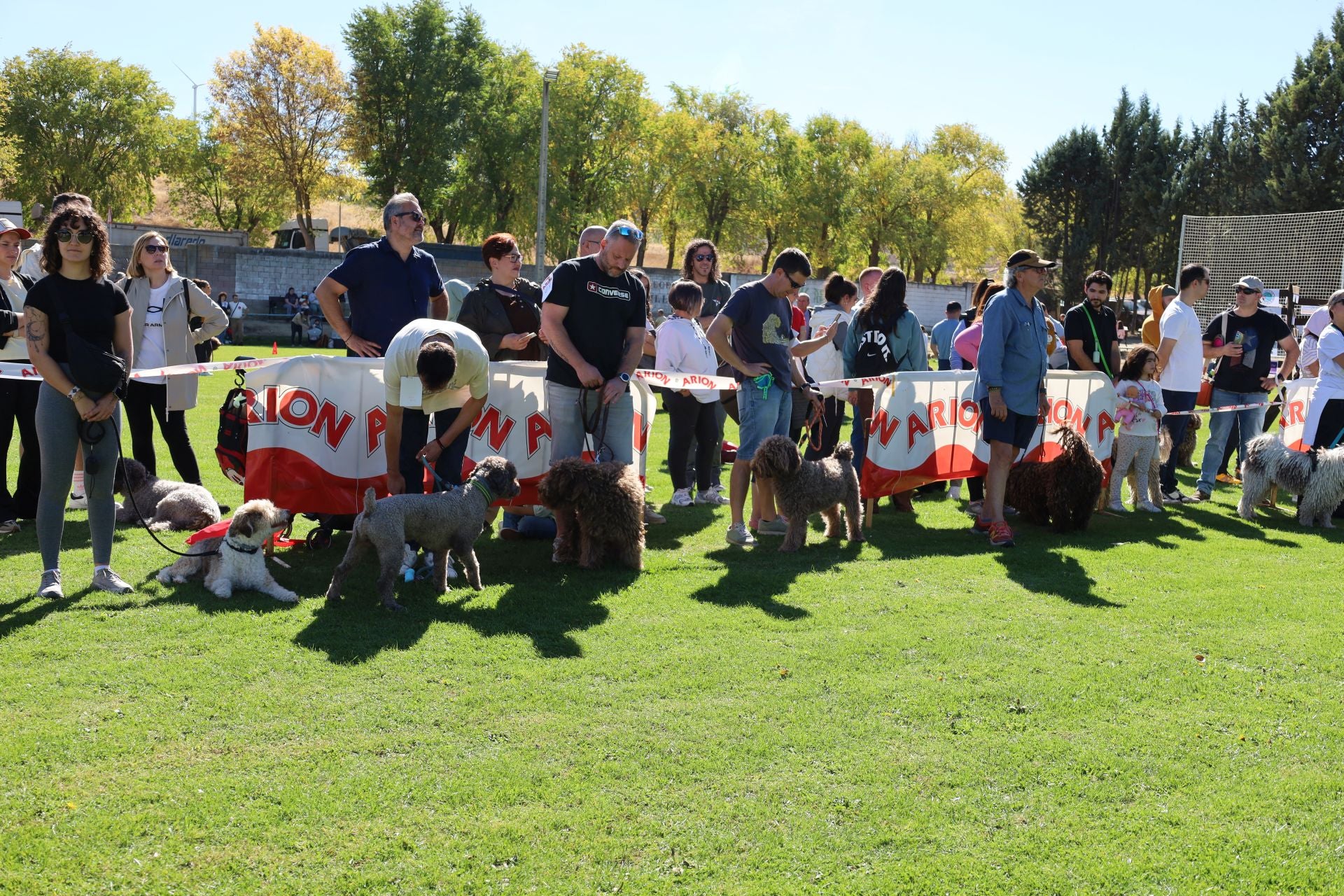 Concurso de mastines y perros de agua en Monzón de Campos