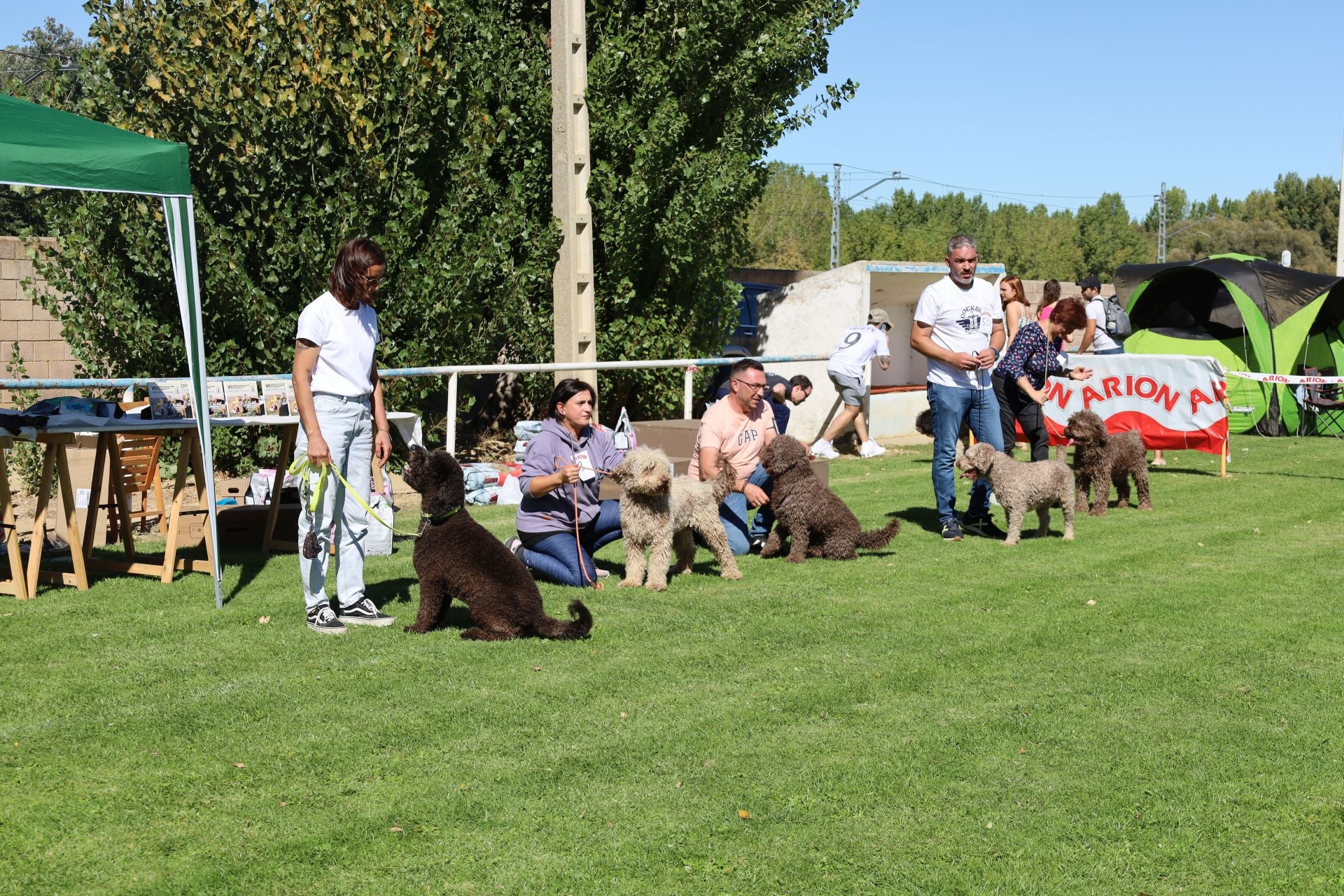 Concurso de mastines y perros de agua en Monzón de Campos