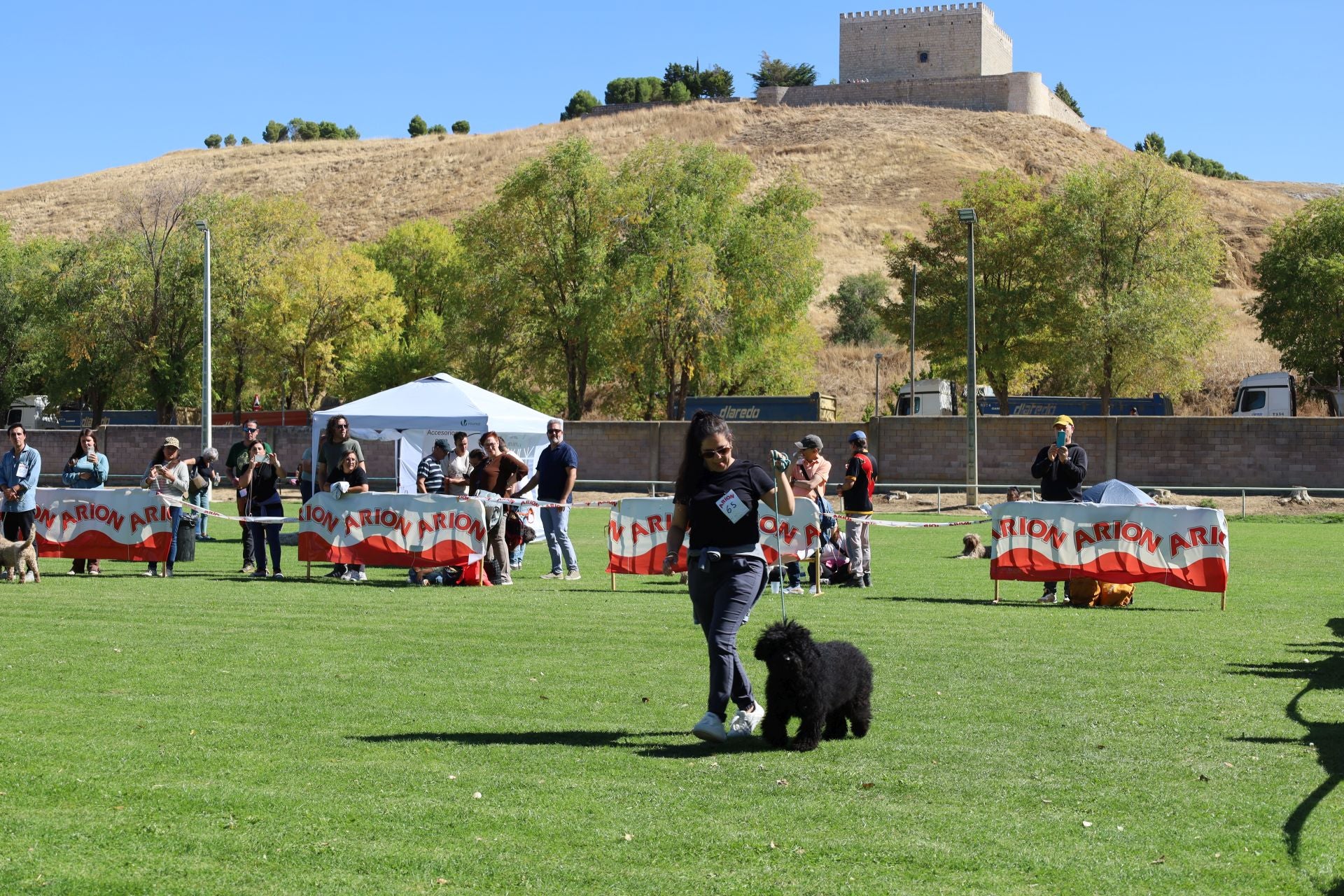 Concurso de mastines y perros de agua en Monzón de Campos