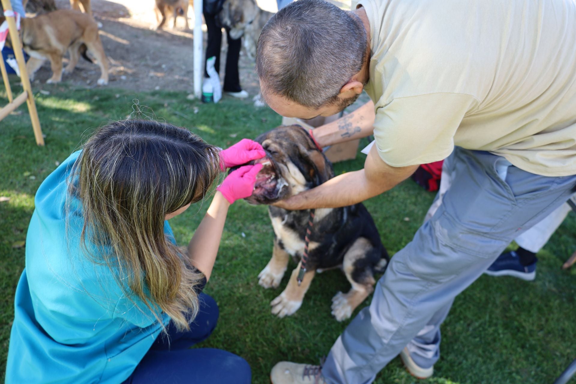 Concurso de mastines y perros de agua en Monzón de Campos
