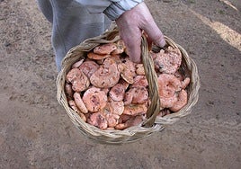 Cesta de mimbre llena de níscalos, una de las especies micológicas más apreciadas.