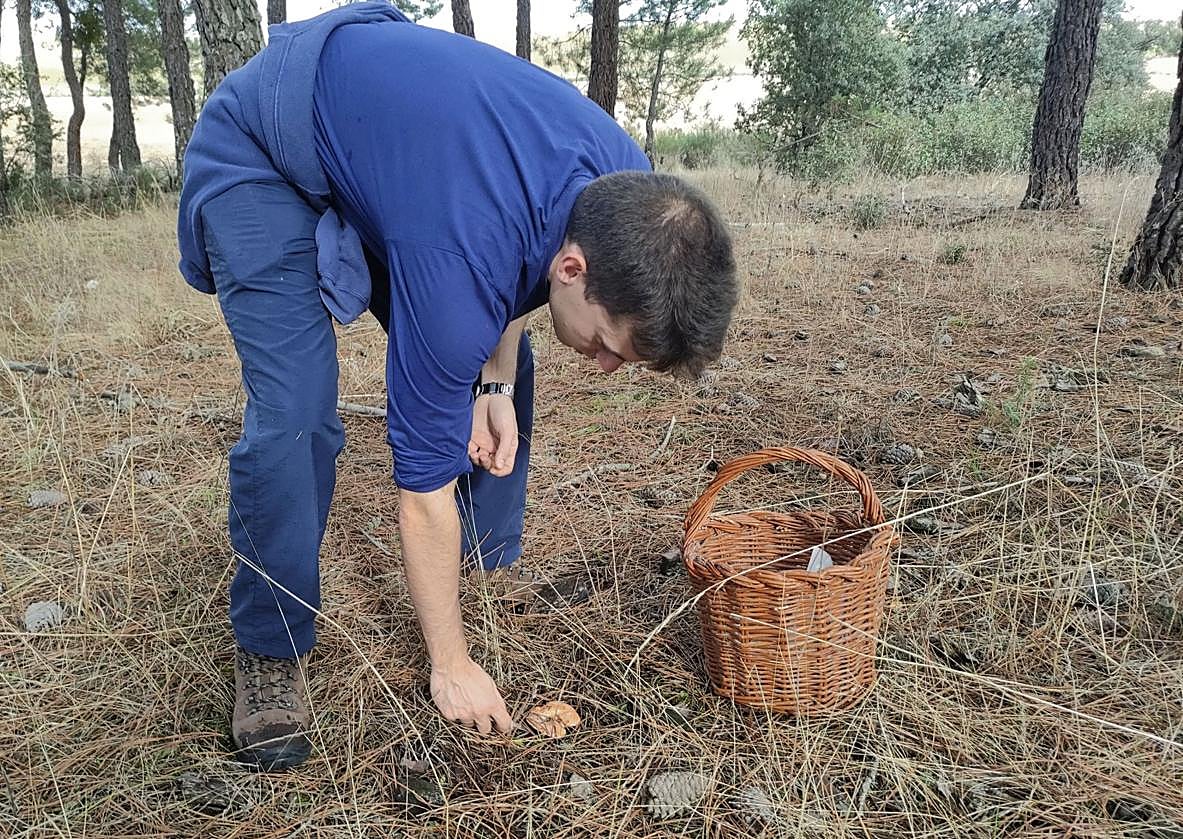 Un joven recolecta un níscalo en una zona de pinar de la provincia de Segovia.