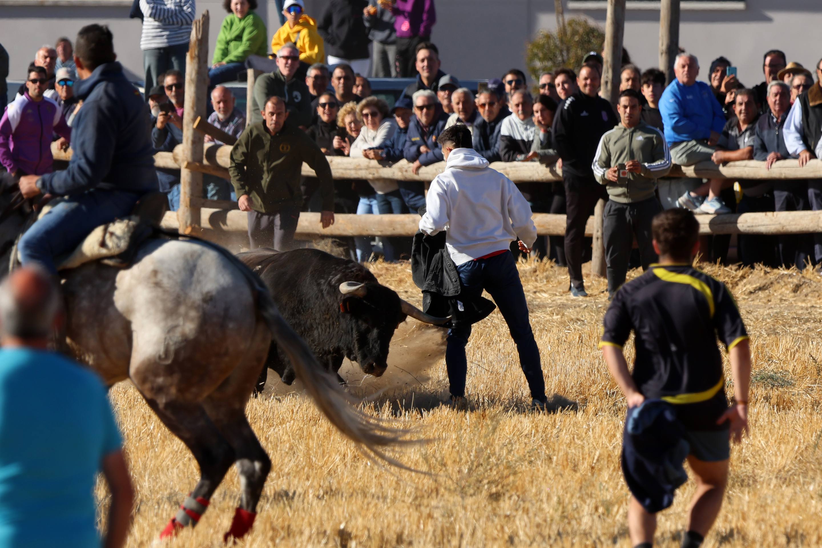 El encierro de este domingo en Mojados, en imágenes