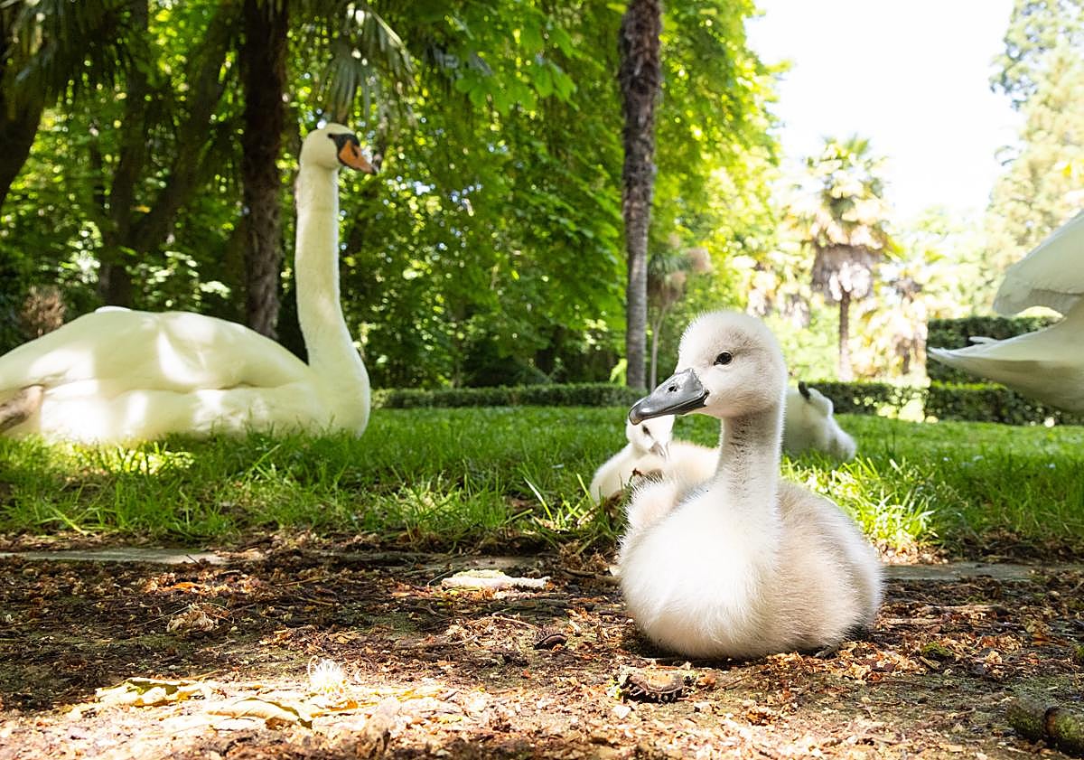 Imagen principal - Crías de cisne en el Campo Grande y bancos antes y después de los robos en el parque 'El Tomillo'.