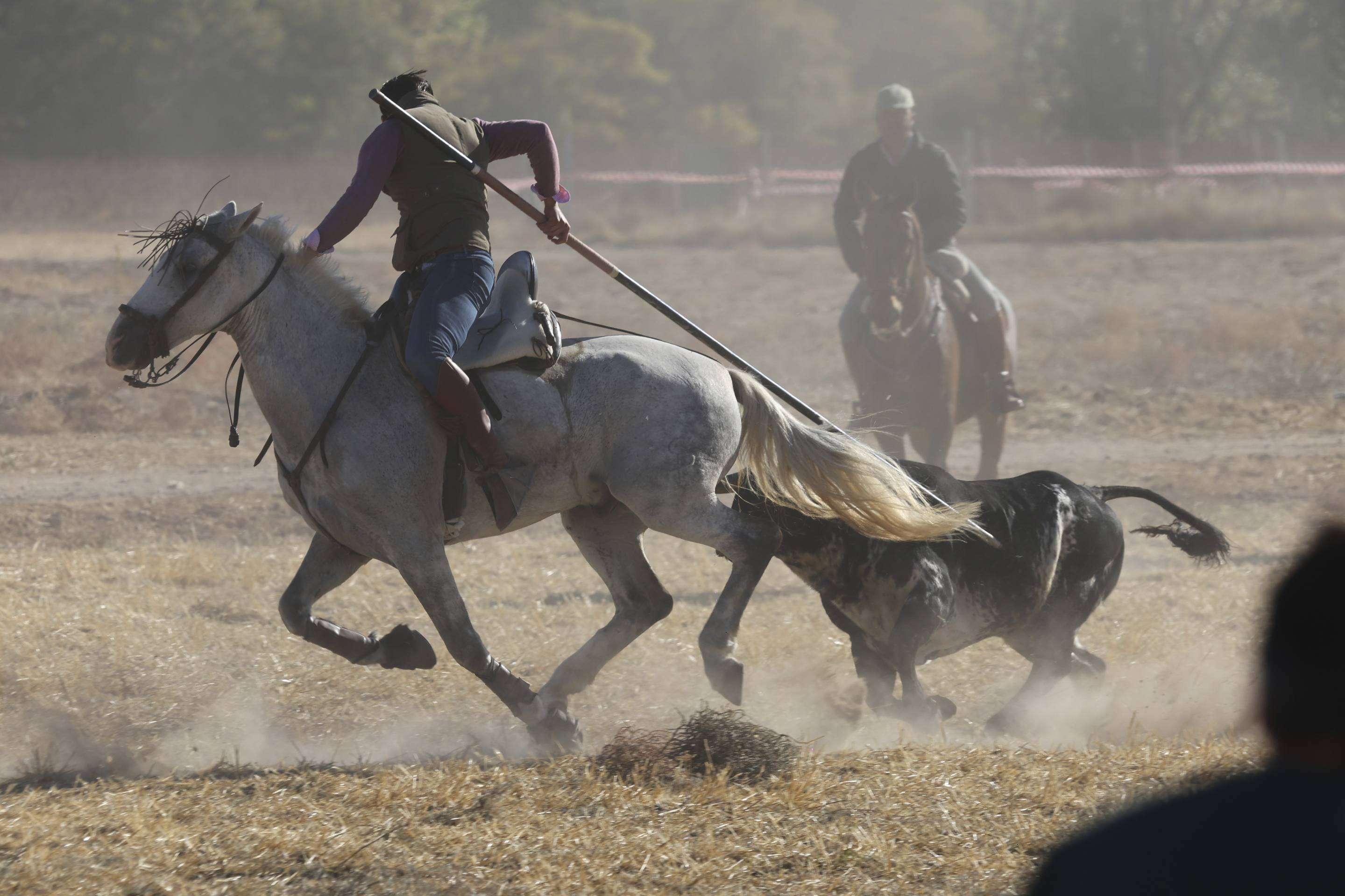 El último encierro mixto de las fiestas de Mojados 2025, en imágenes