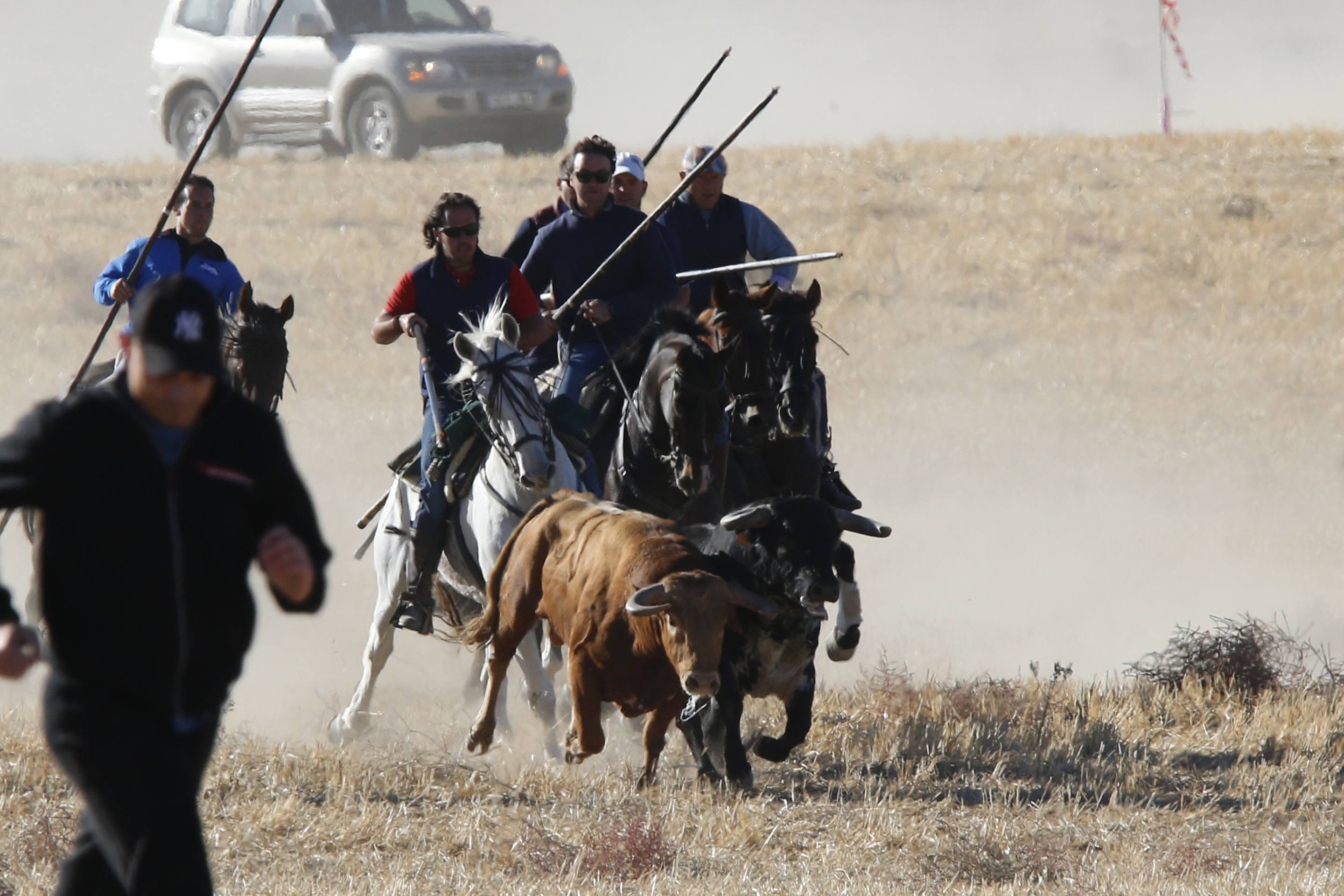 El último encierro mixto de las fiestas de Mojados 2025, en imágenes