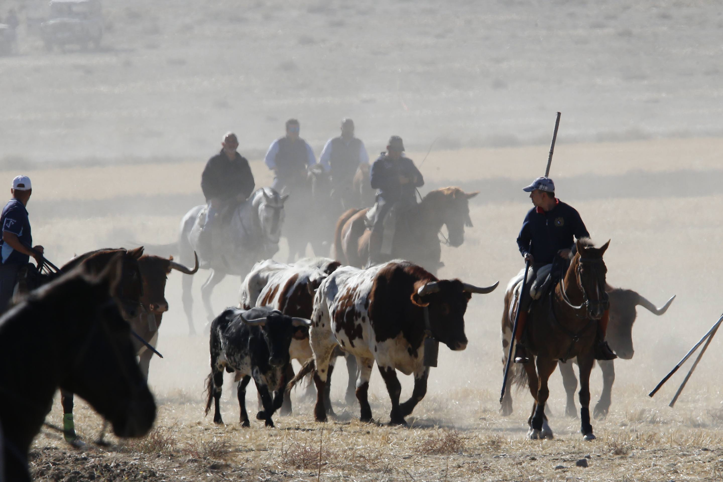 El último encierro mixto de las fiestas de Mojados 2025, en imágenes