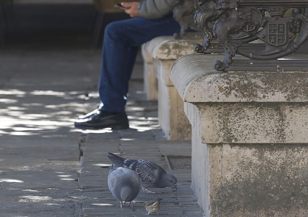 Palomas en la Plaza Mayor.