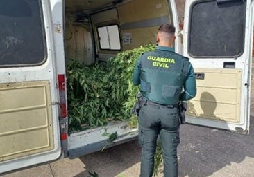 Hallan 22 plantas de marihuana de gran tamaño en una finca de Tudela de Duero