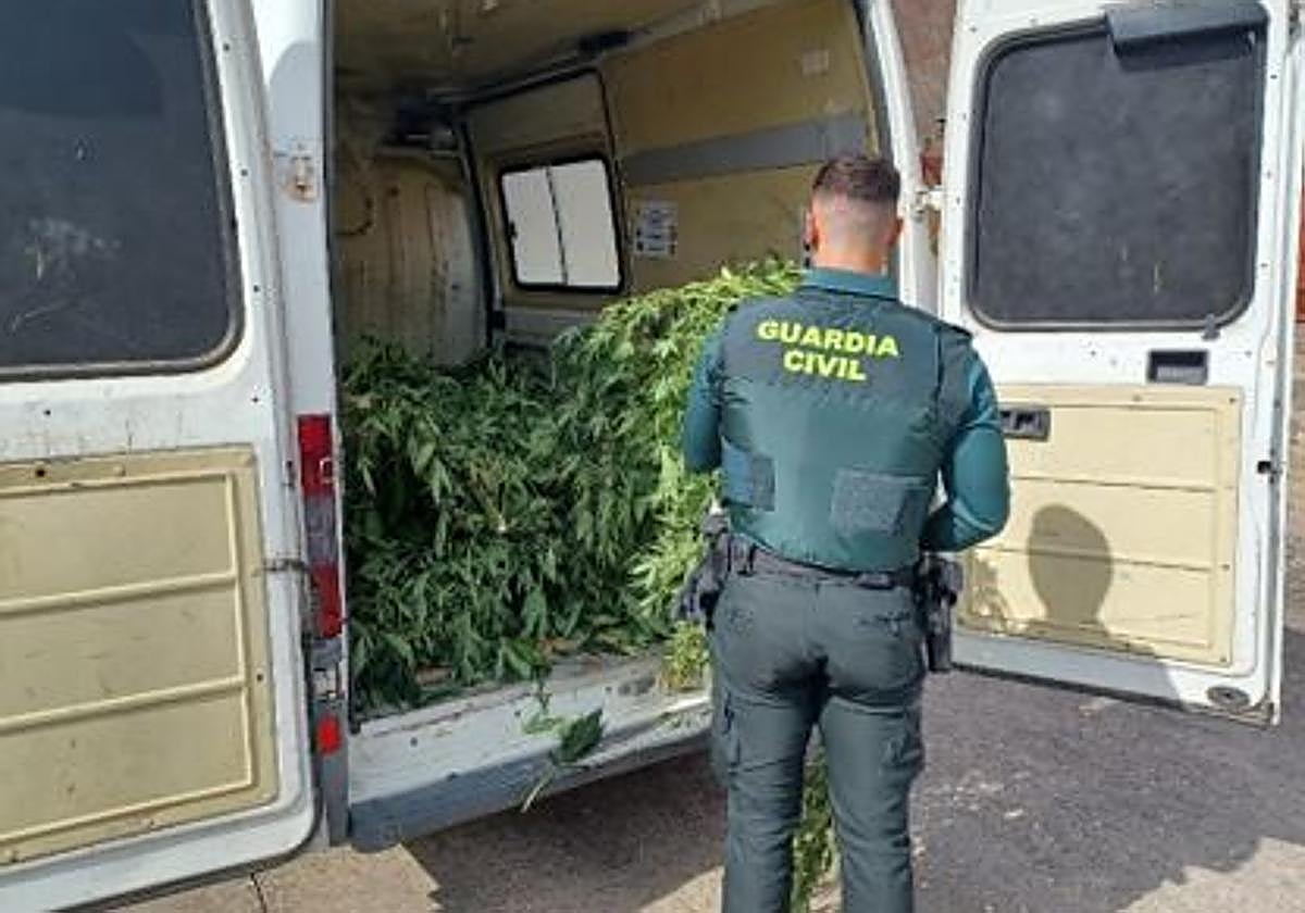 Plantas de marihuana intervenidas por la Guardia Civil.