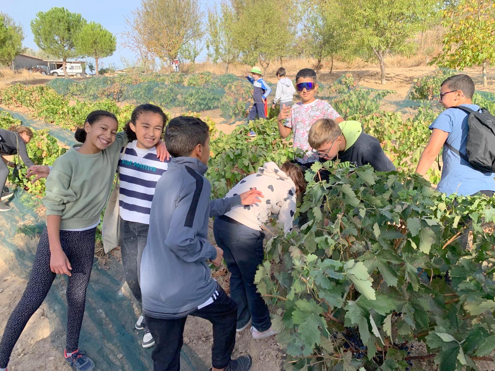 Alumnos de Baltanás celebran la Fiesta de la Vendimia