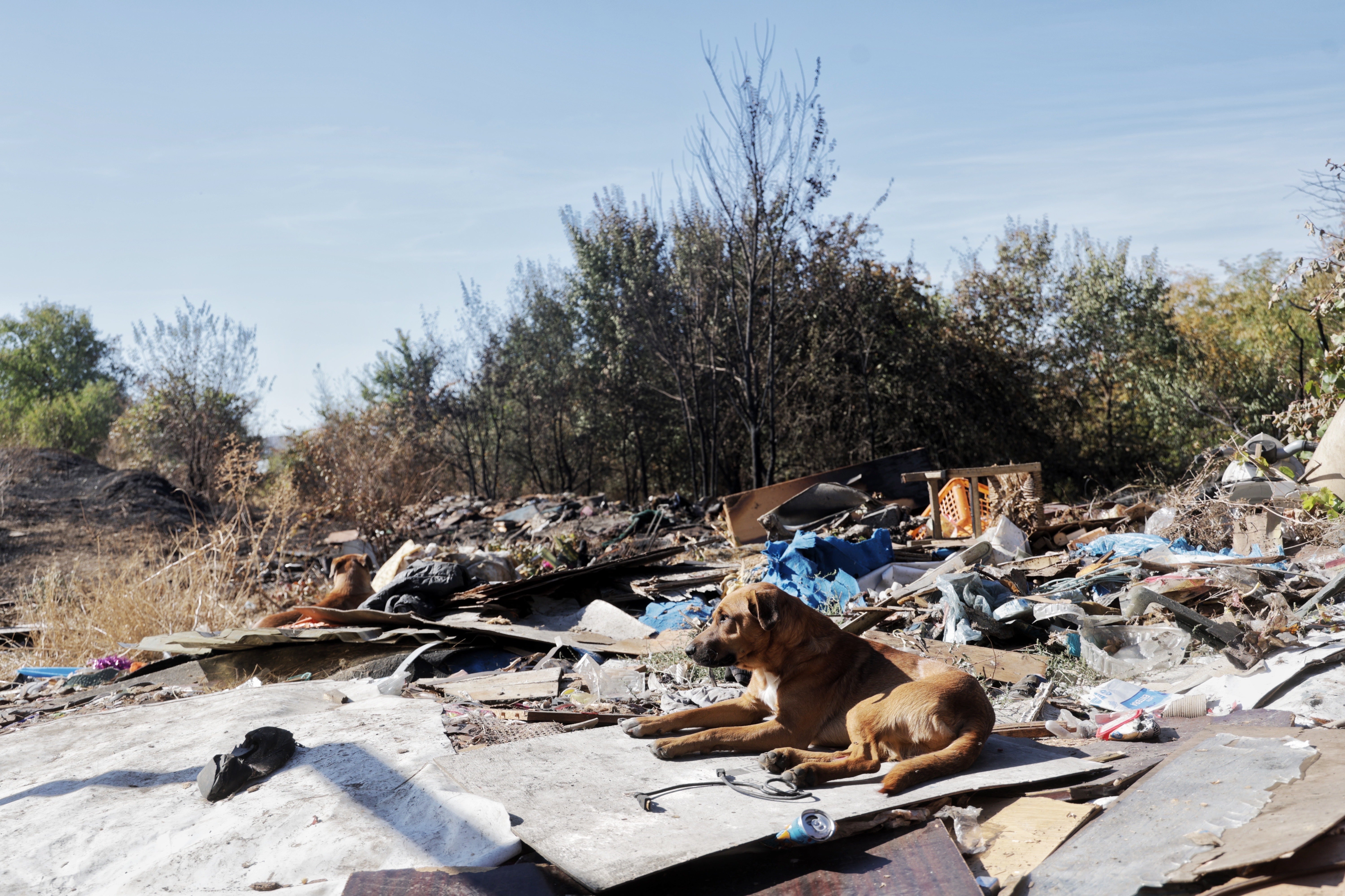 'Parse', el perro del poblado, entre escombros.