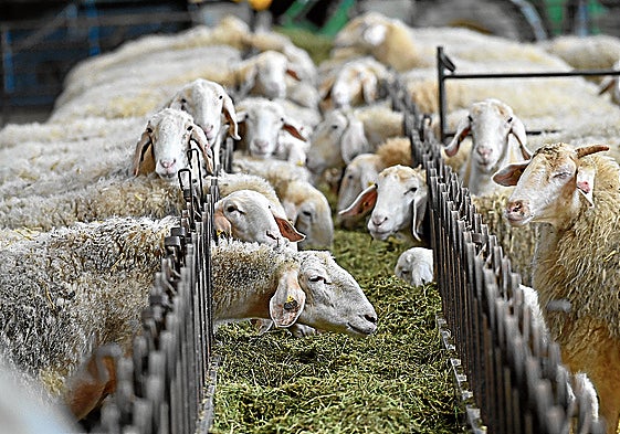 Explotación ganadera de ovino.