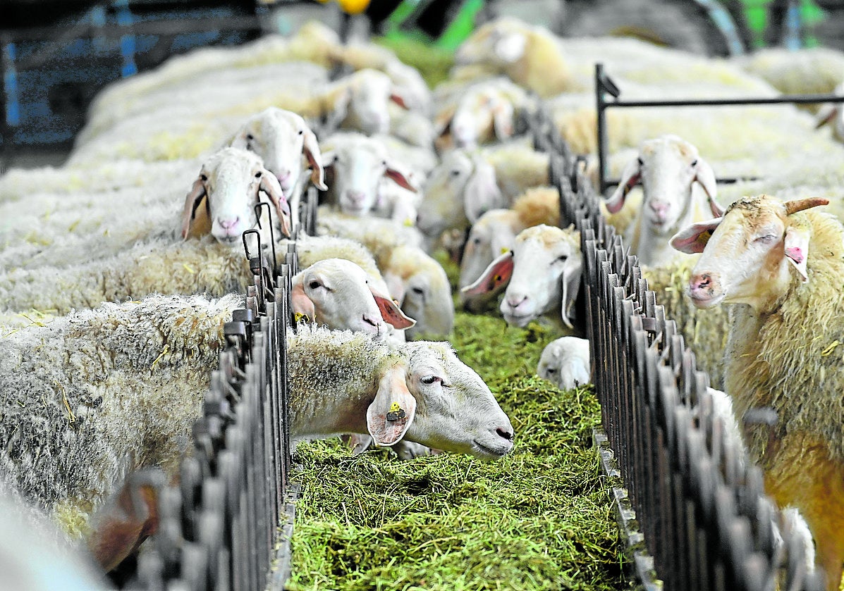 Explotación ganadera de ovino.