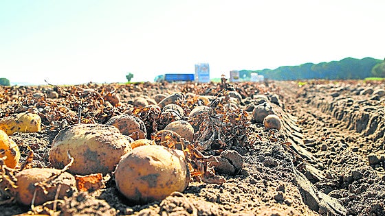 Los productores de patata auguran un 15% de reducción esta campaña por el exceso de calor
